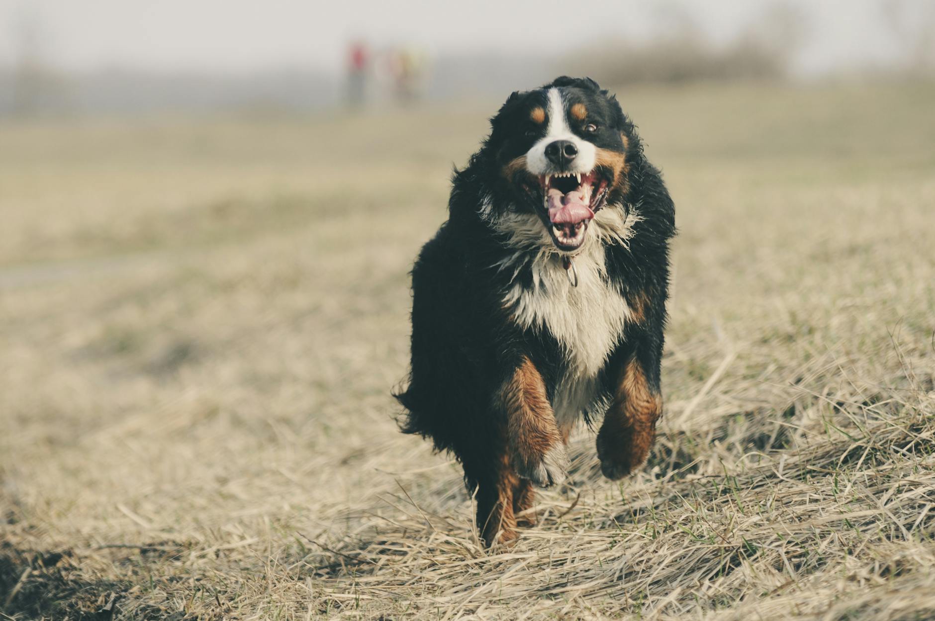 Köpek Sosyalleştirme: Yavru ve Yetişkinde Doğru Yaklaşım