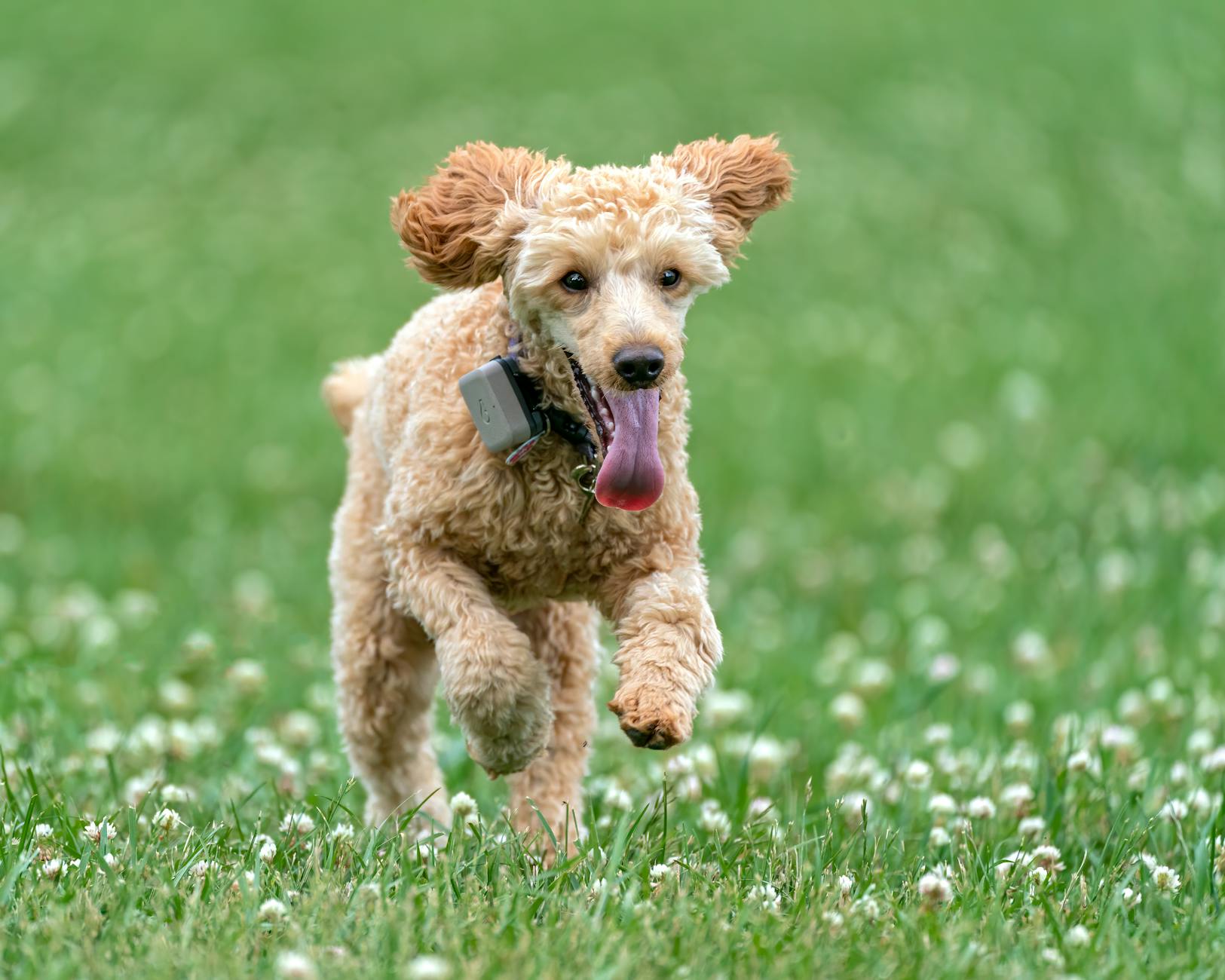 Köpek Sosyalleştirme: Yavru ve Yetişkinde Doğru Yaklaşım