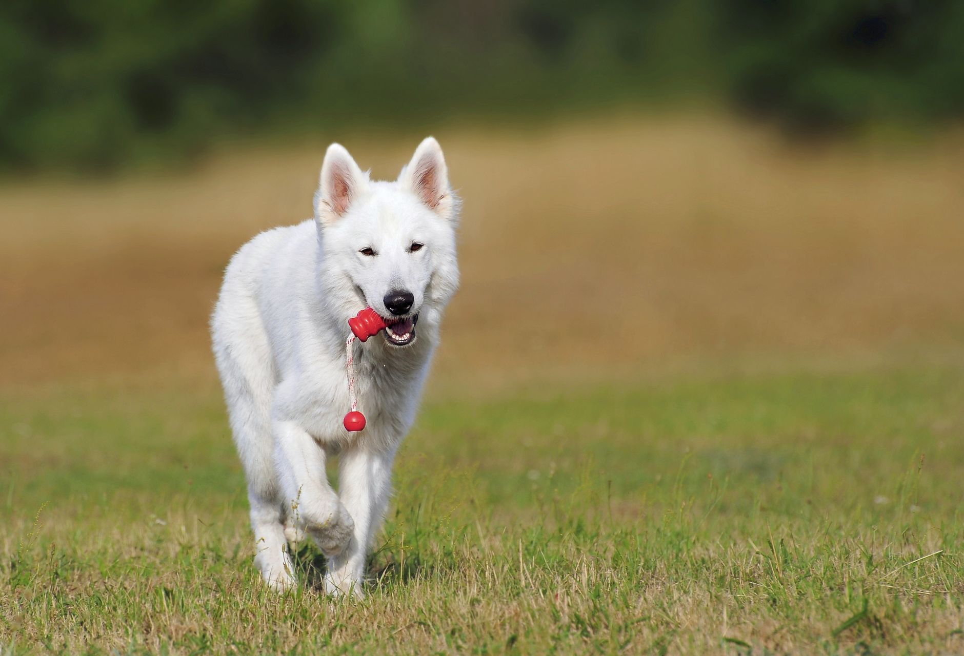 Köpek Sosyalleştirme: Yavru ve Yetişkinde Doğru Yaklaşım