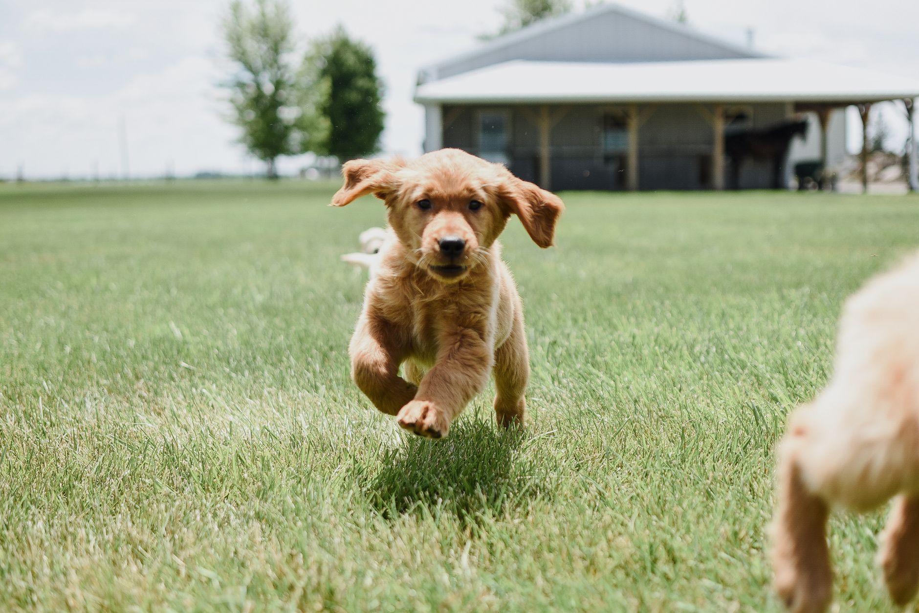 Köpekte Tahılsız Mama ve DCM Tartışması