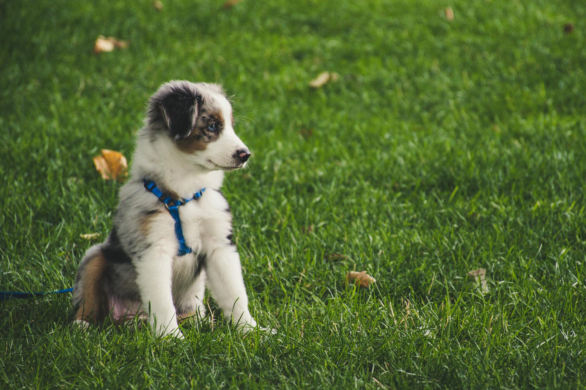Köpekte Tahılsız Mama ve DCM Tartışması