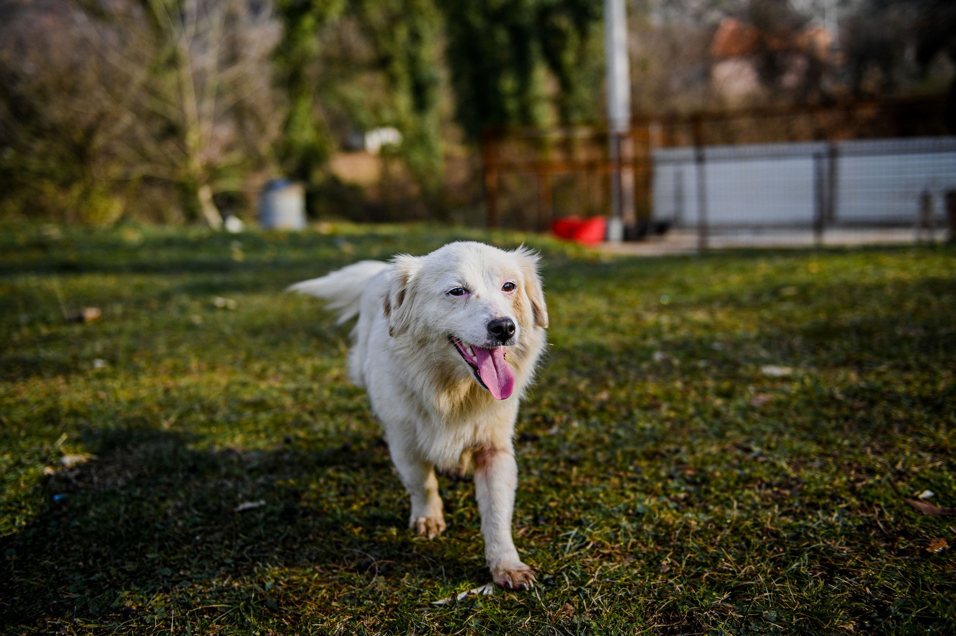 Köpekte Tahripkâr Davranış: Çiğneme ve Eşya Zararı