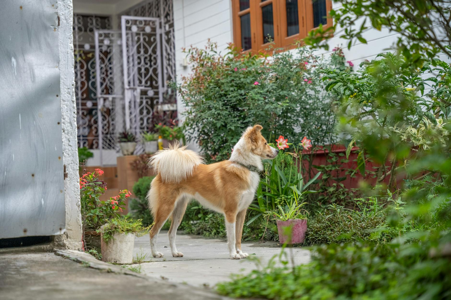 Köpekte Tahripkâr Davranış: Çiğneme ve Eşya Zararı