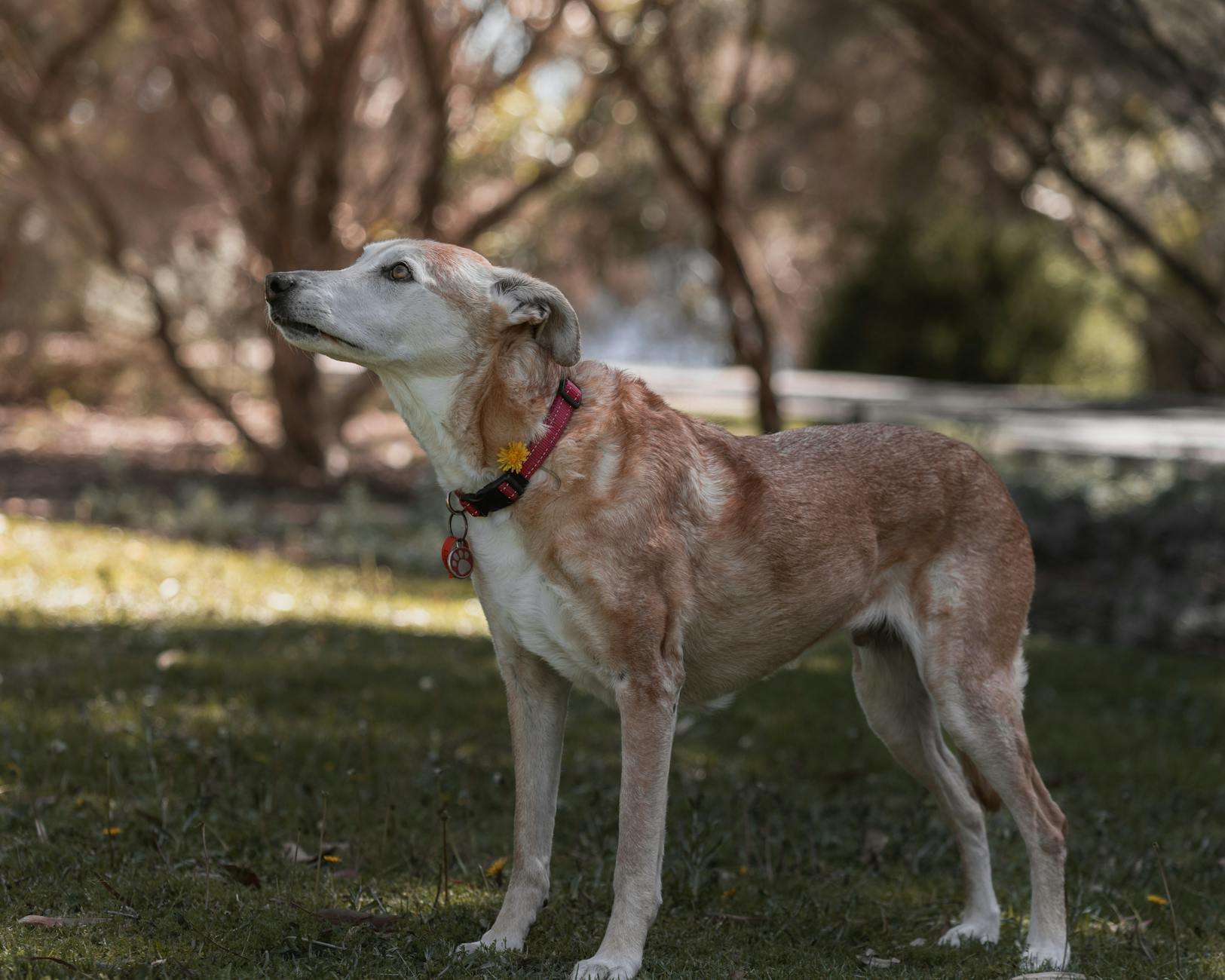 Köpekte Tahripkâr Davranış: Çiğneme ve Eşya Zararı