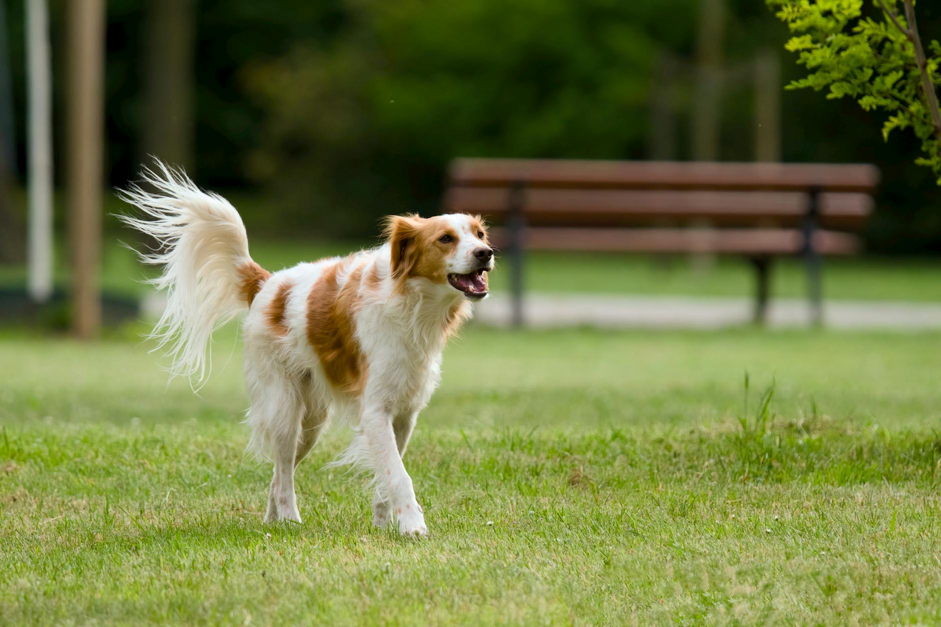 Köpek Tasma Alıştırması ve Gezdirme: Çekme Davranışını Çözme