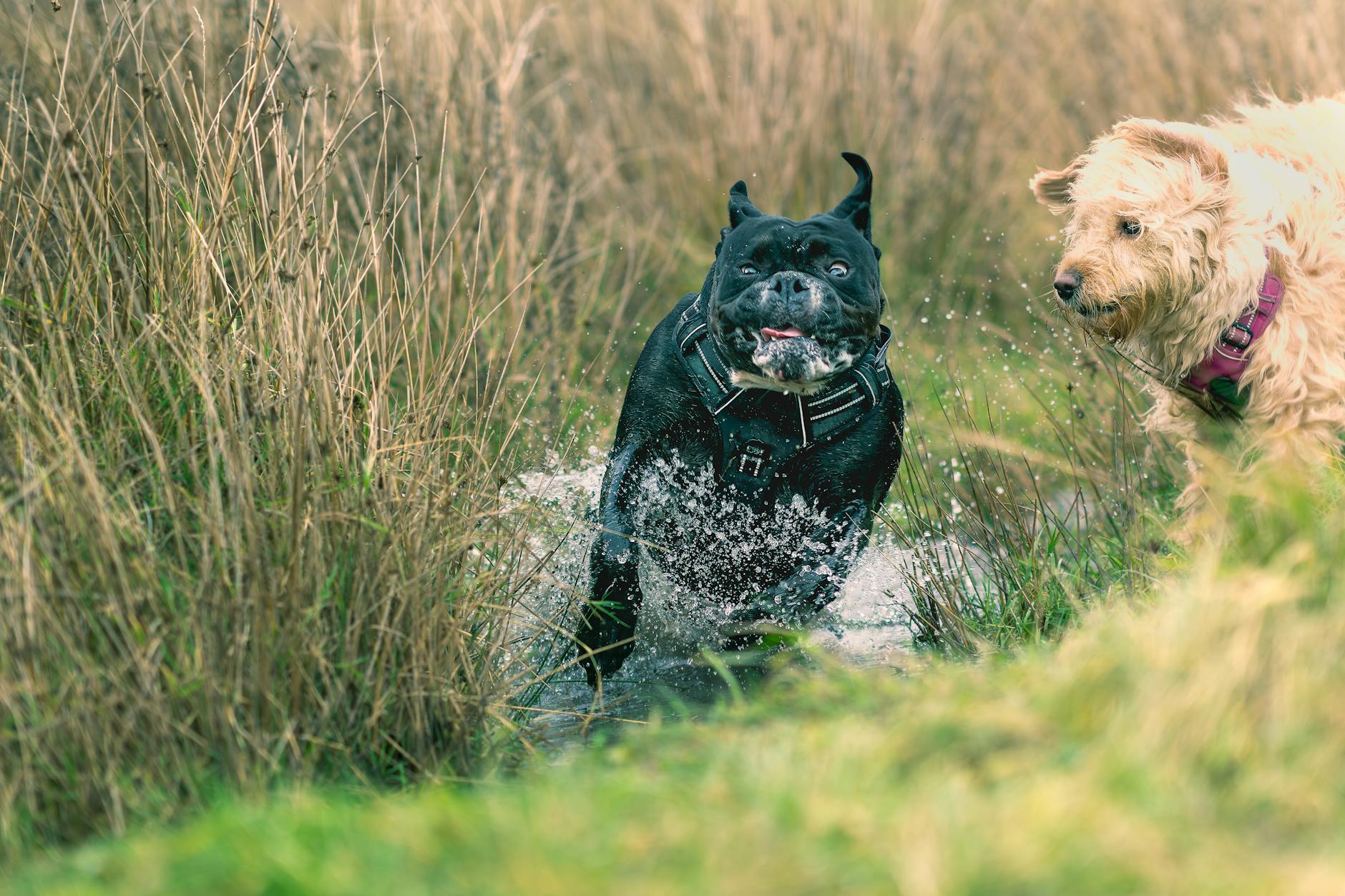 Köpek Tasma Alıştırması ve Gezdirme: Çekme Davranışını Çözme