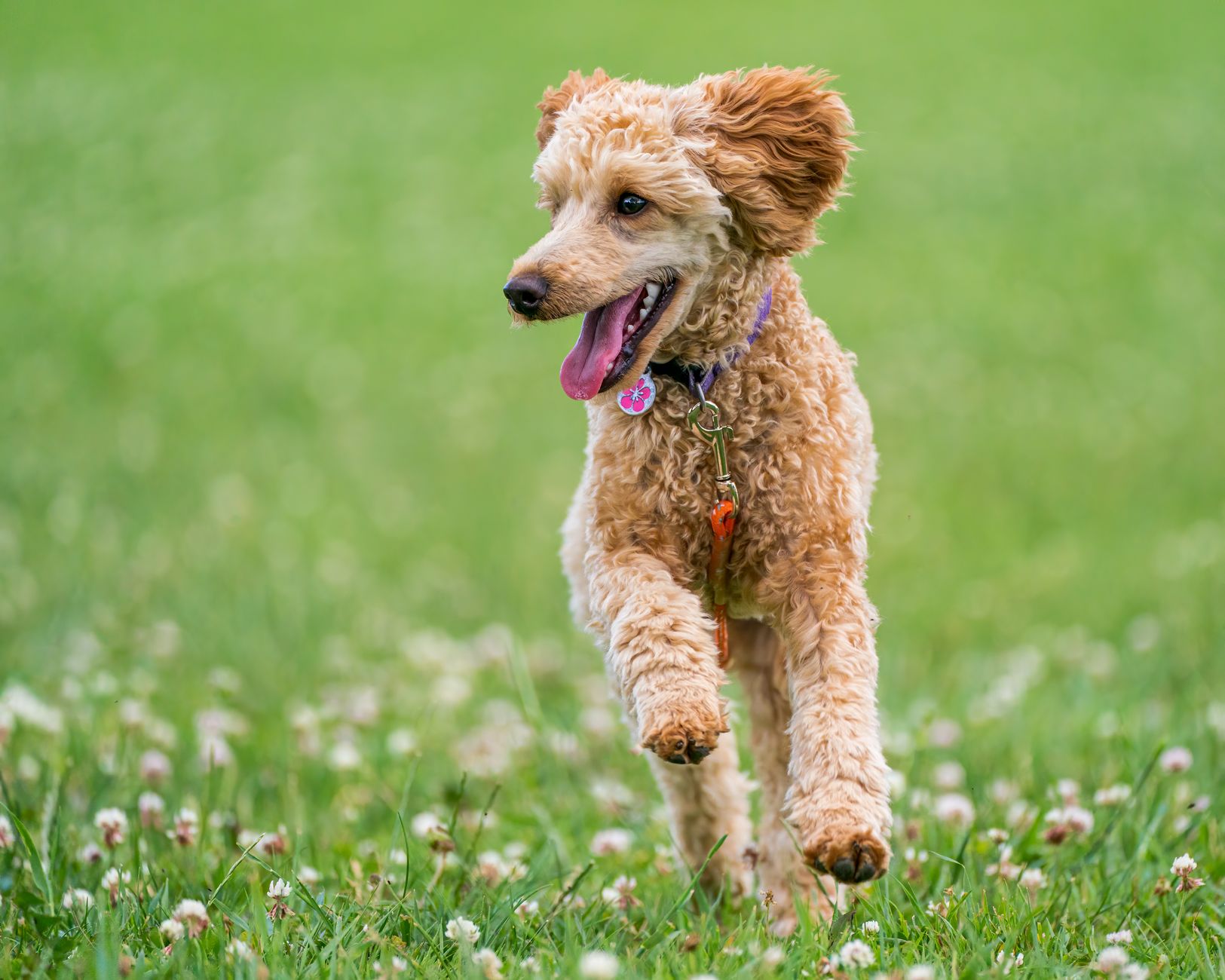 Köpek Tasma Alıştırması ve Gezdirme: Çekme Davranışını Çözme