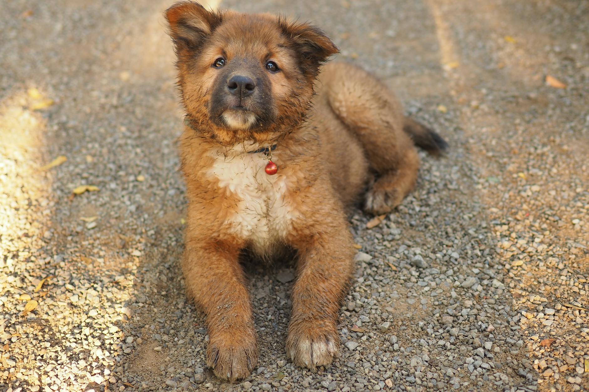 Köpekte Taze ve Ev Yapımı Beslenme: Bilim, Sindirim ve Riskler