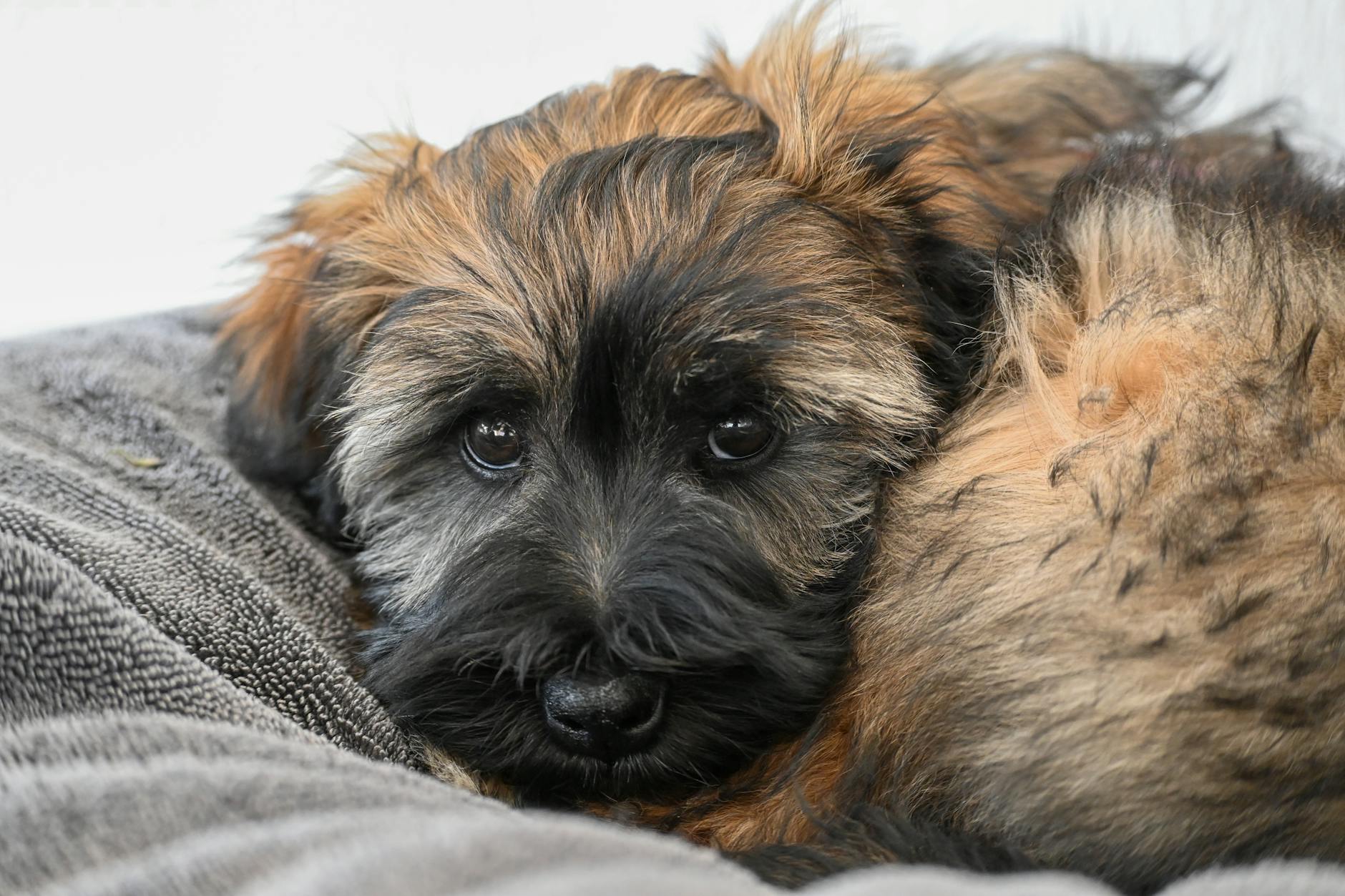 Köpekte Taze ve Ev Yapımı Beslenme: Bilim, Sindirim ve Riskler