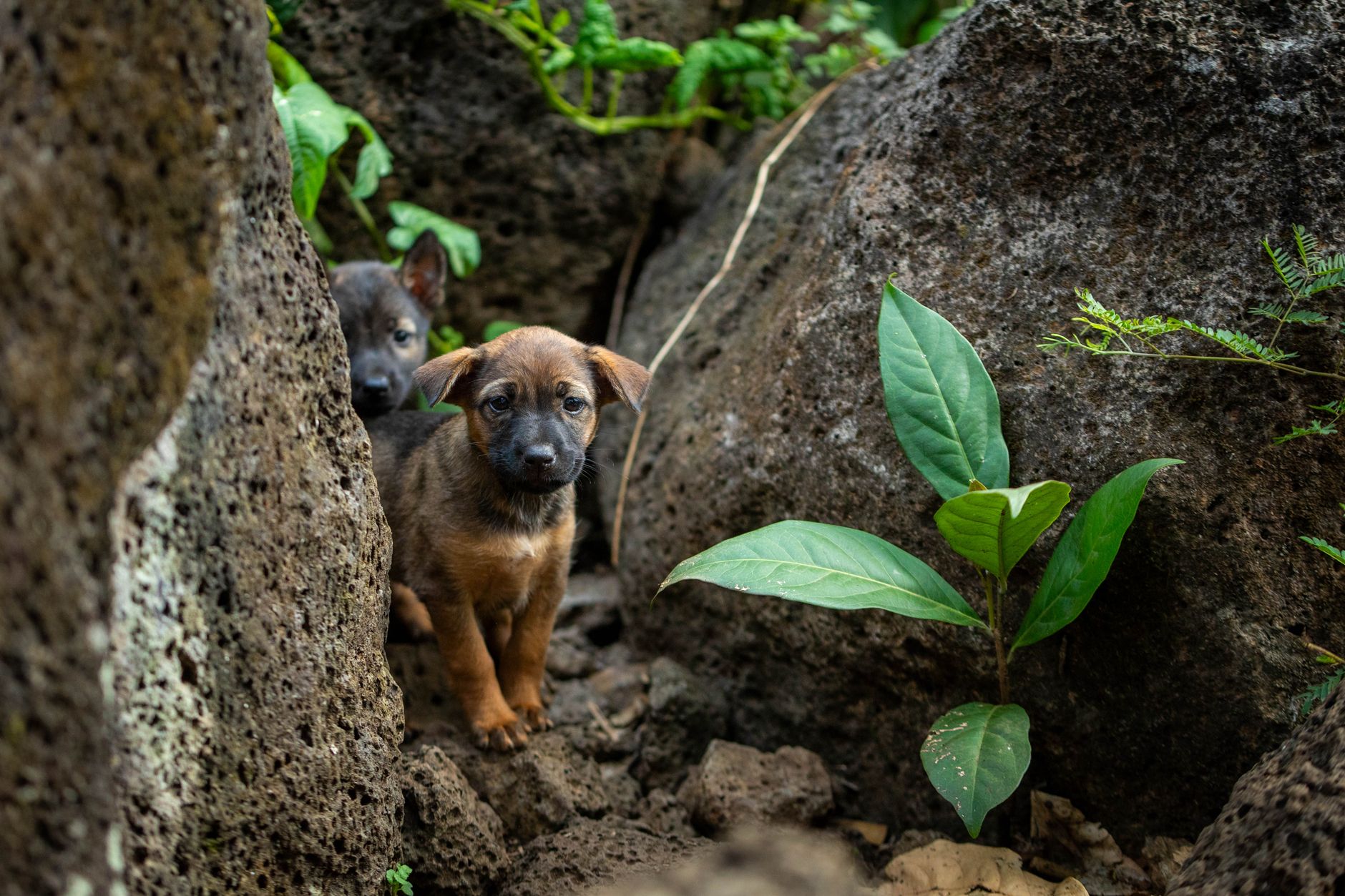 Köpekte Taze ve Ev Yapımı Beslenme: Bilim, Sindirim ve Riskler