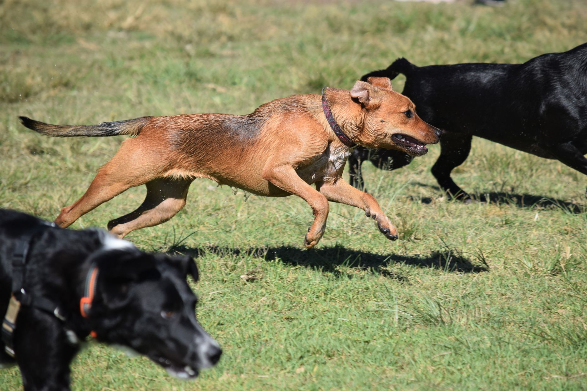 Köpek Tuvalet Eğitimi: Yavru ve Yetişkin için Adım Adım Rehber