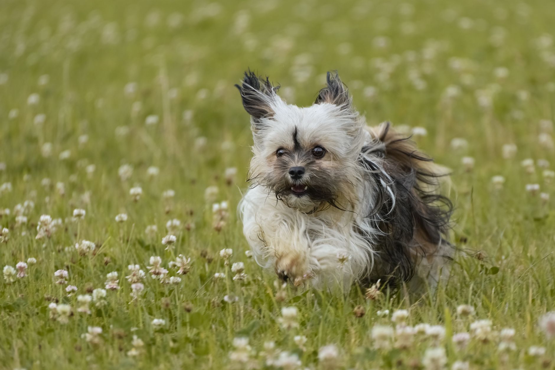 Köpek Tuvalet Eğitimi: Yavru ve Yetişkin için Rehber