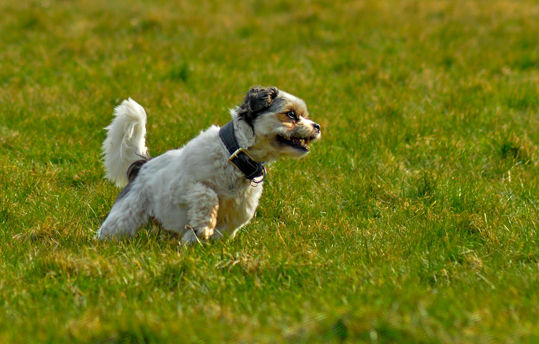 Köpek Tuvalet Eğitimi: Yavru ve Yetişkin için Rehber