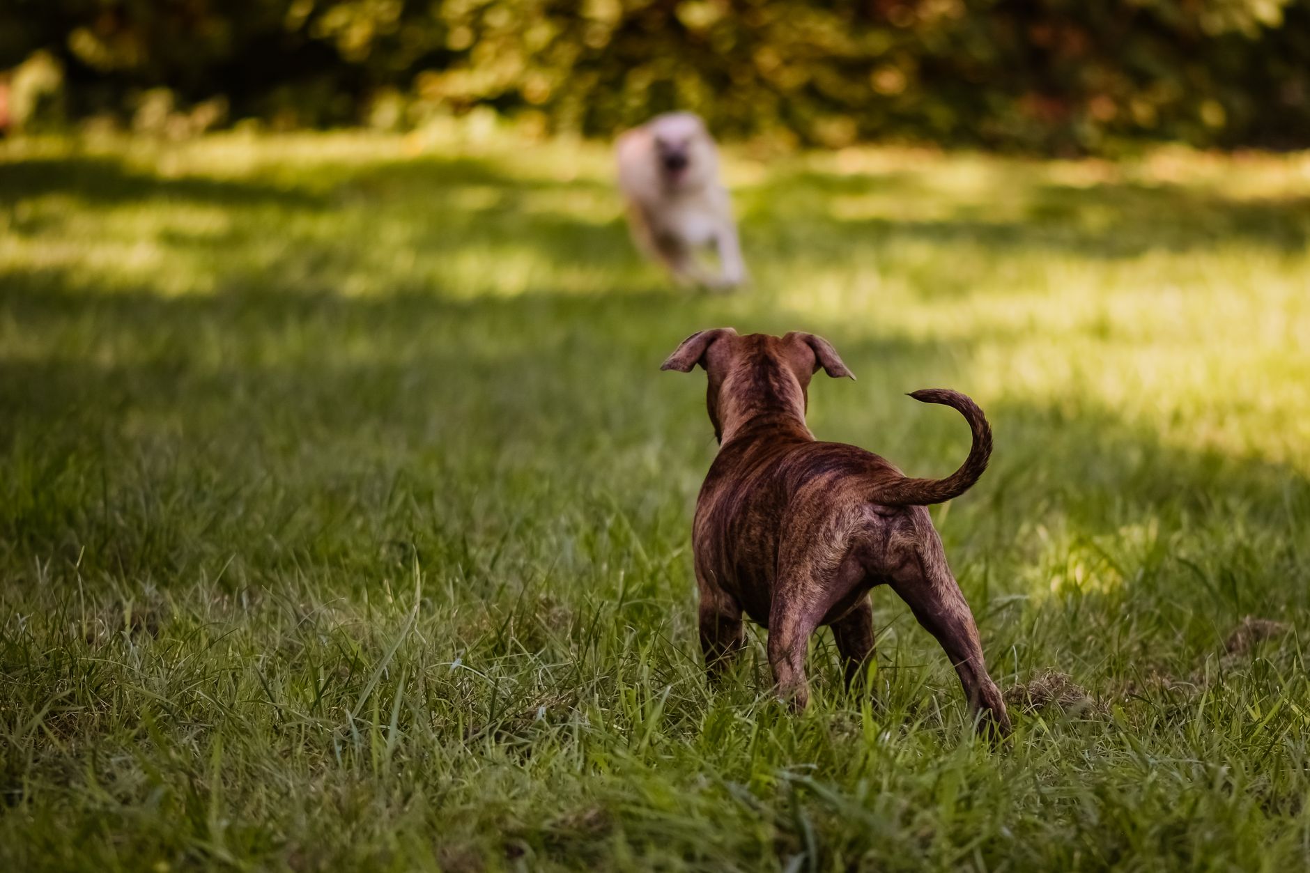 Köpek Tuvalet Eğitimi: Yavru ve Yetişkin için Rehber