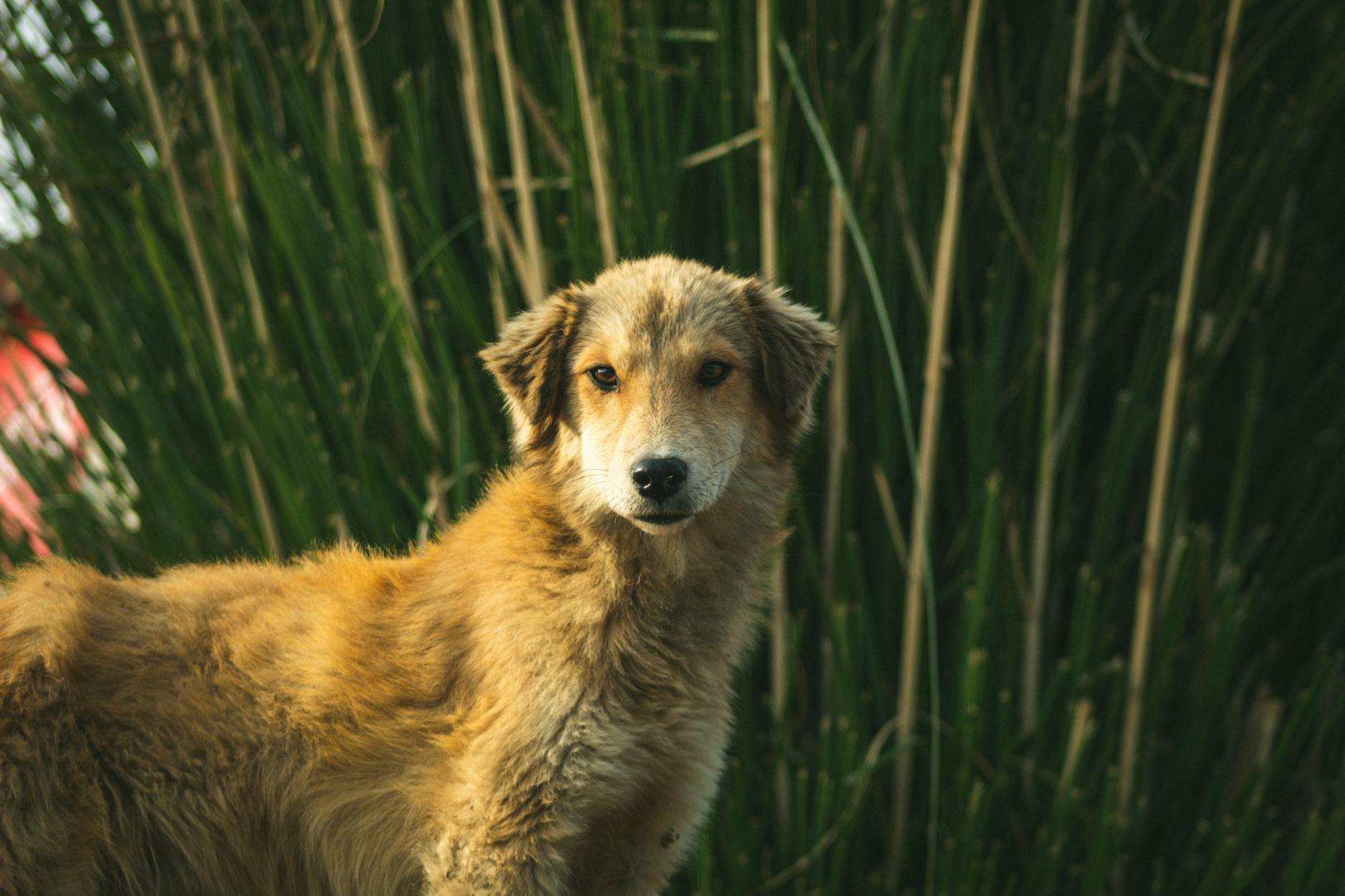Köpekte Üstüne Atlama: Selamlama Sorunu