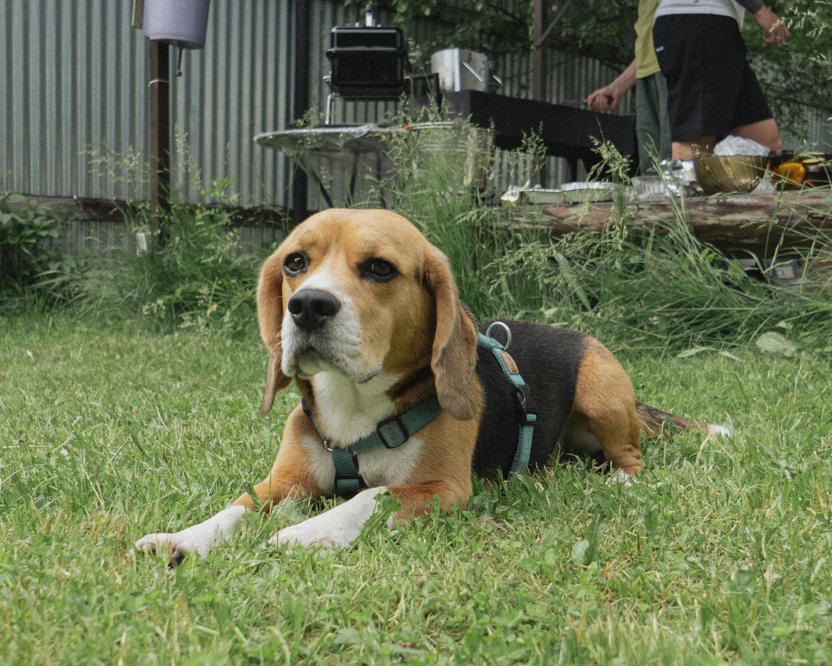 Köpekte Üstüne Atlama: Selamlama Sorunu