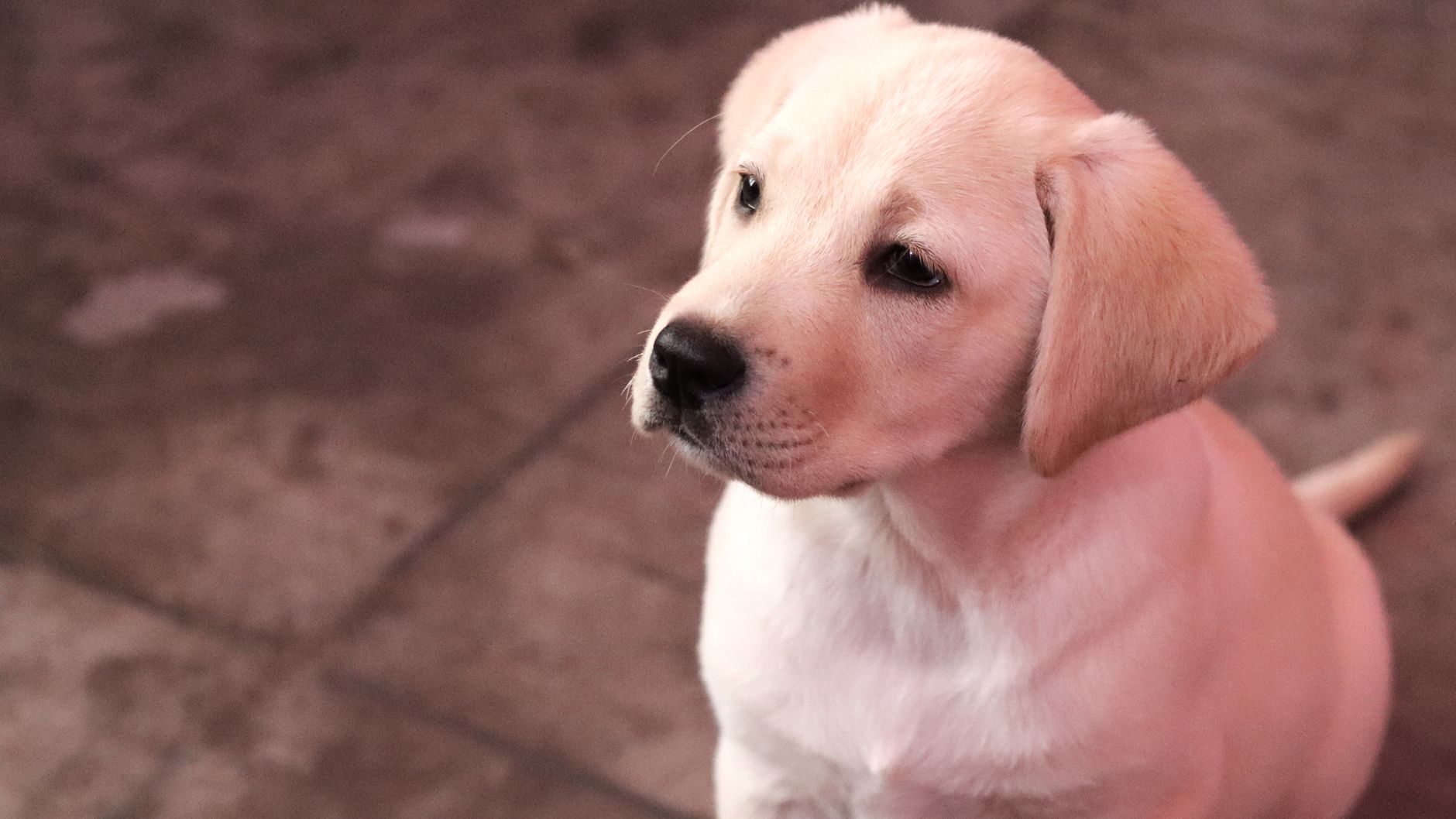 Köpekte Vektör Kaynaklı Hastalıklar: Kalp Kurdu, Kene Enfeksiyonları ve Mevsimsel Risk