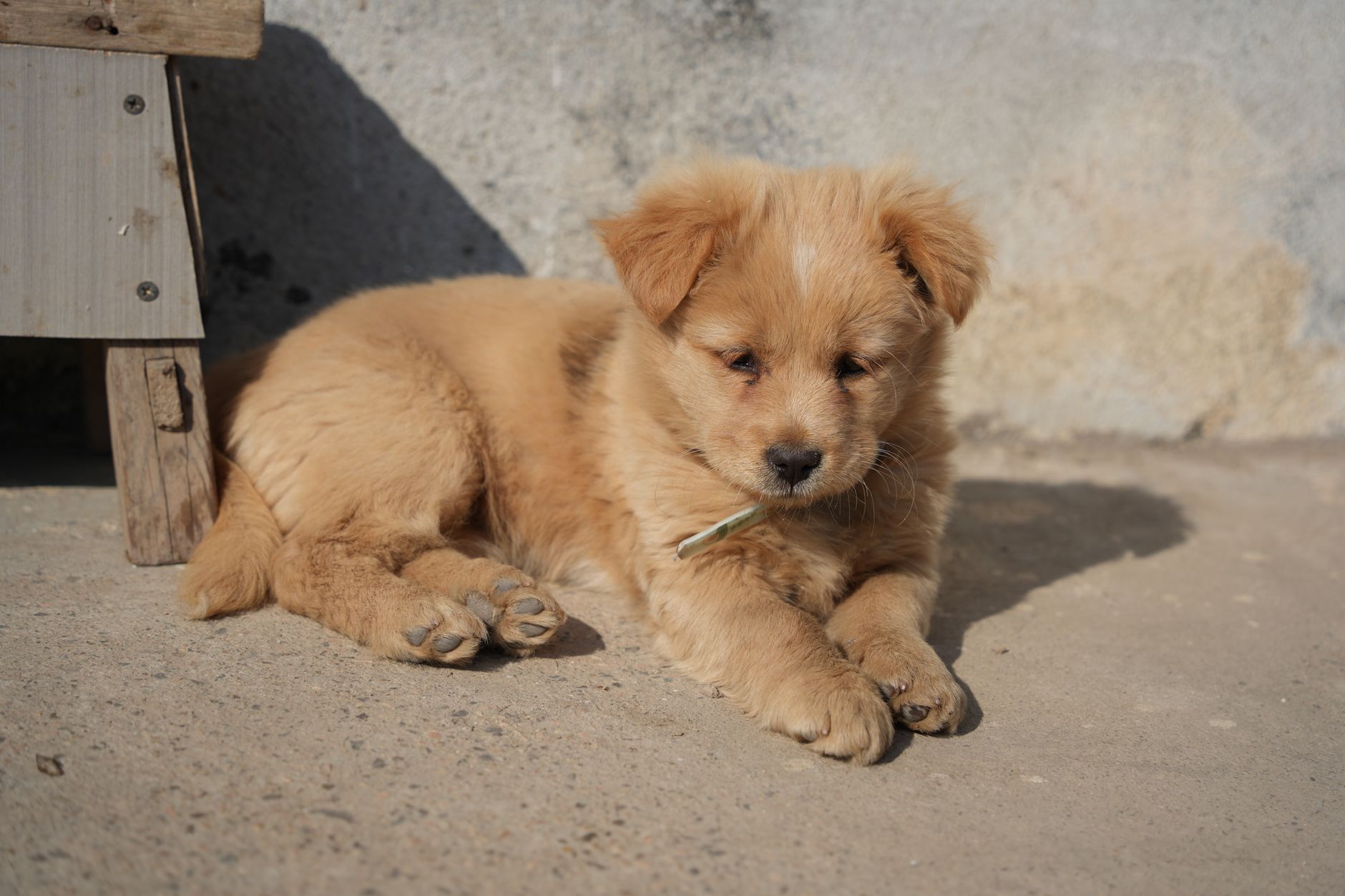 Köpekte Vektör Kaynaklı Hastalıklar: Kalp Kurdu, Kene Enfeksiyonları ve Mevsimsel Risk