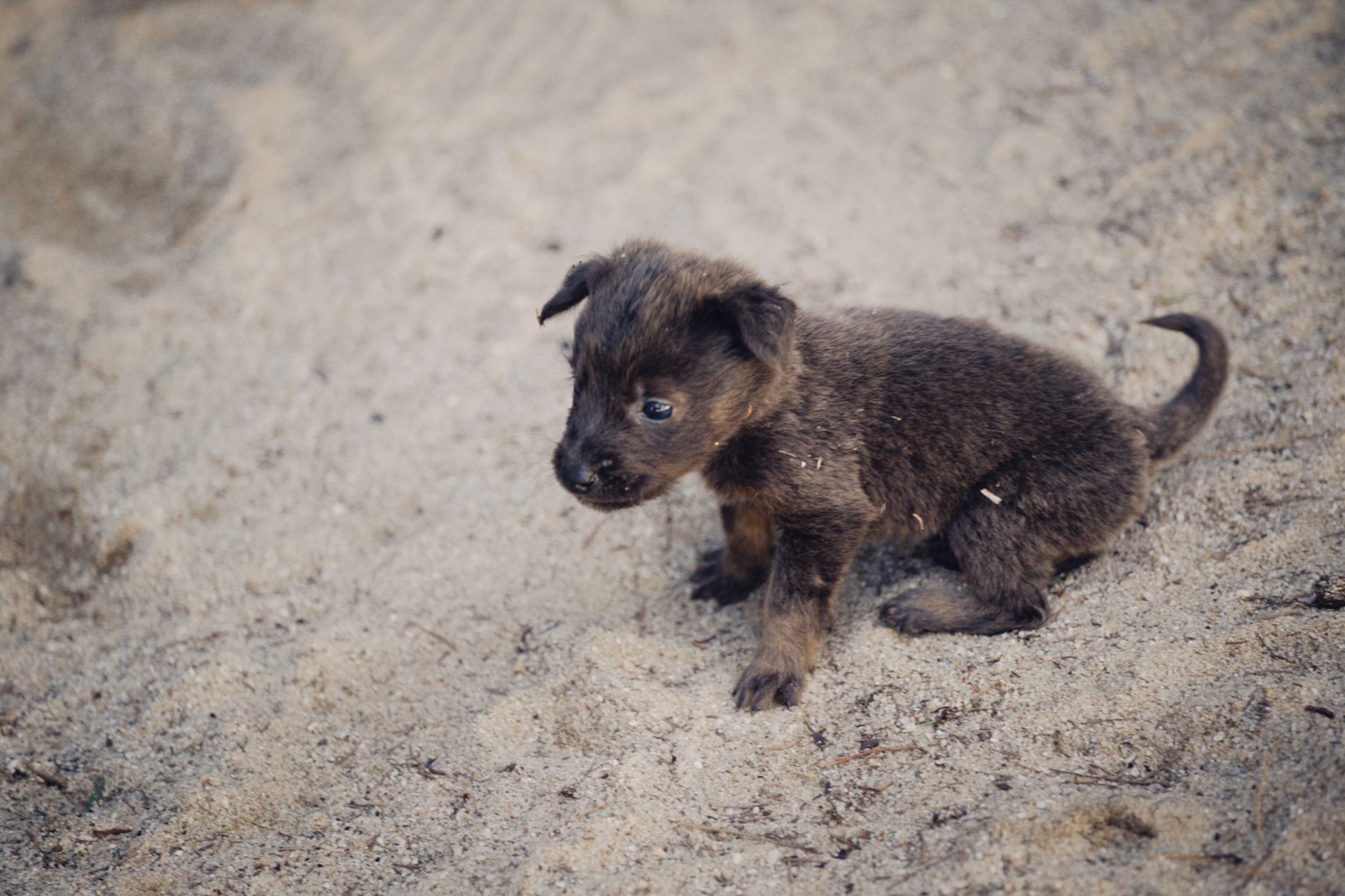 Köpekte Vektör Kaynaklı Hastalıklar: Kalp Kurdu, Kene Enfeksiyonları ve Mevsimsel Risk