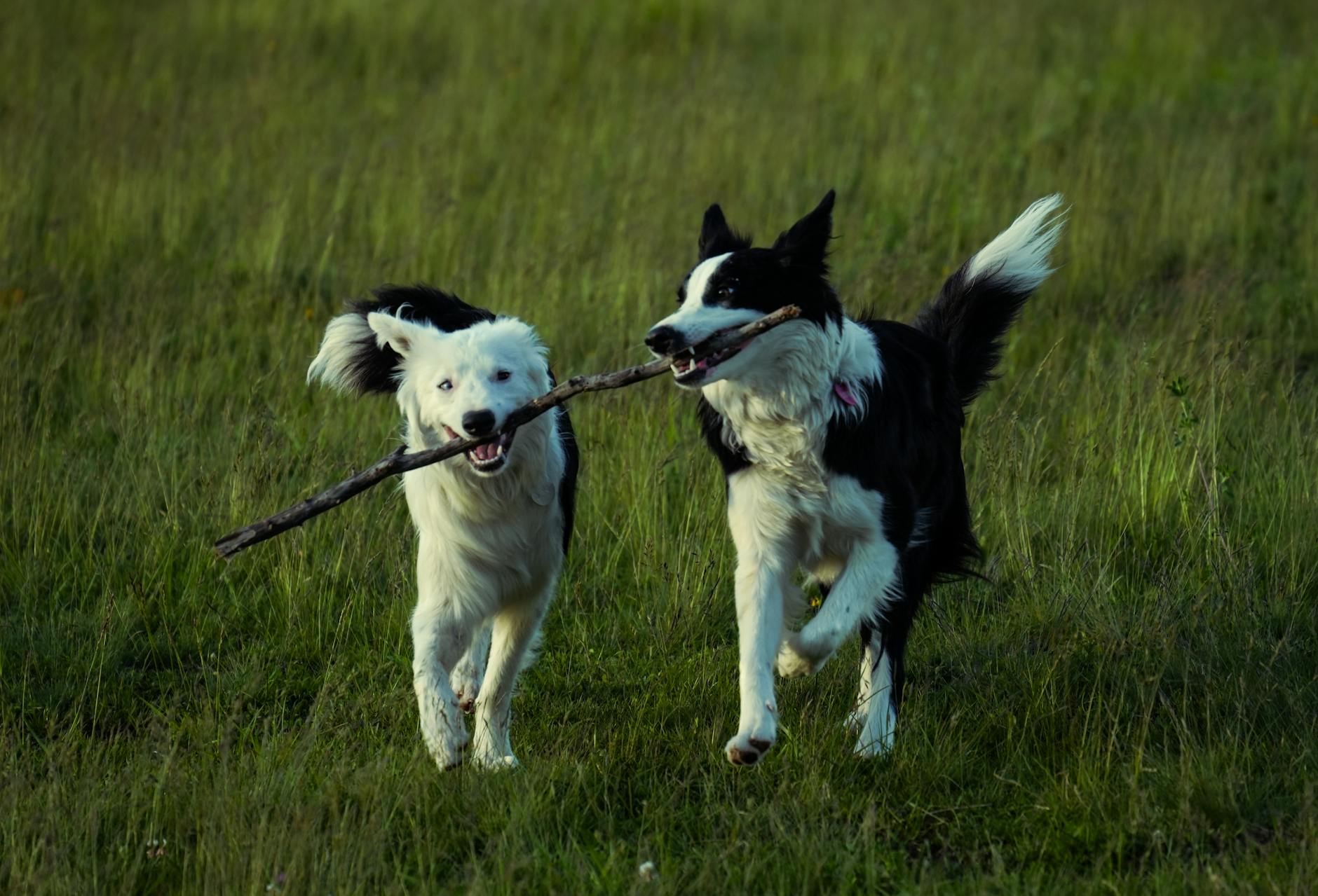 Köpekte Vücut Kondisyon Skoru: İdeal Kilo Değerlendirme