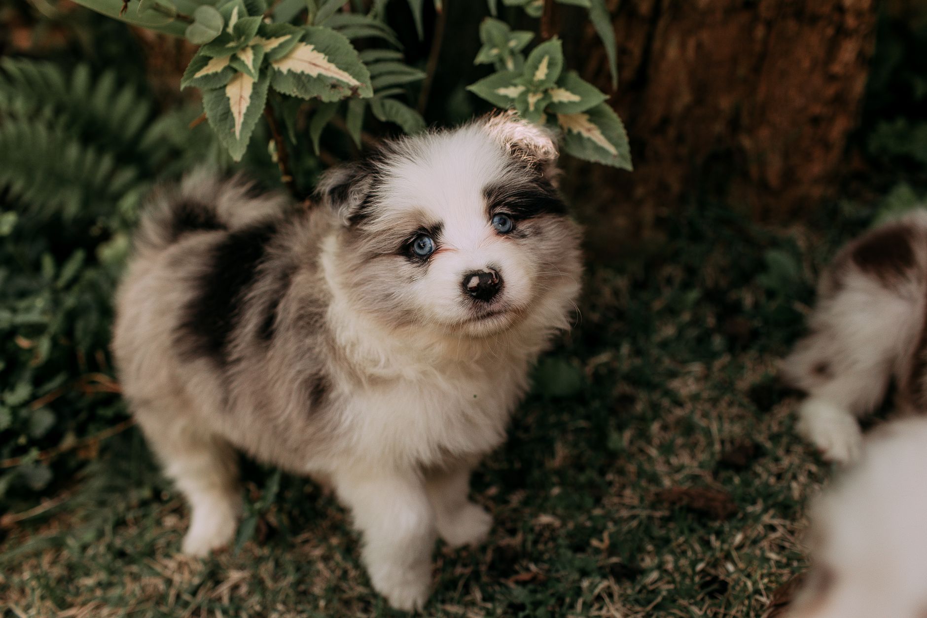 Köpeklere Zararlı ve Yasak Yiyecekler