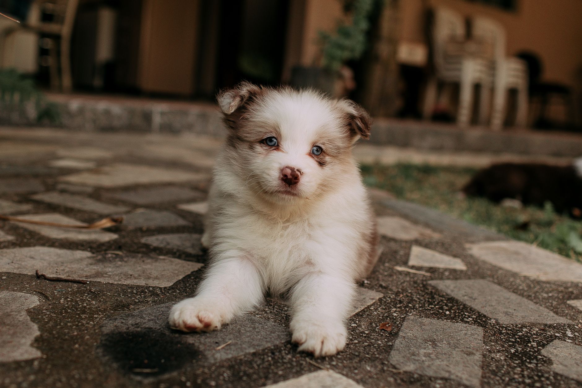 Köpeklere Zararlı ve Yasak Yiyecekler