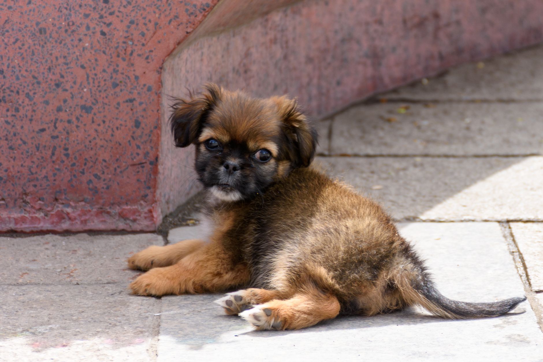 Köpeklere Zararlı ve Yasak Yiyecekler