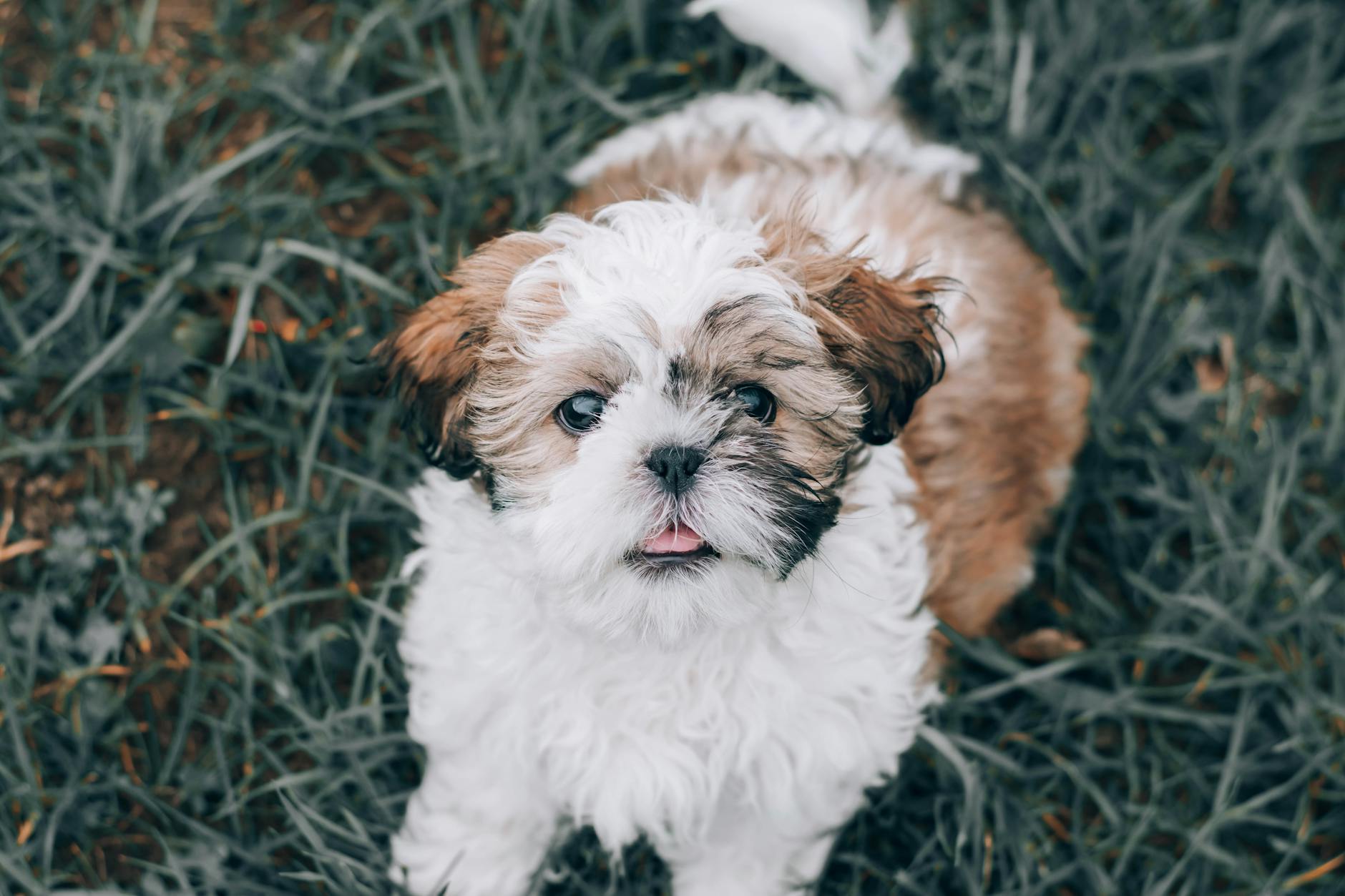 Yaşlı Köpekte Yaşam Kalitesi ve Ağrı Yönetimi