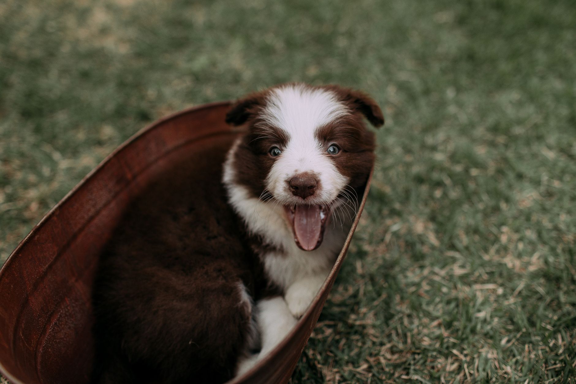 Yaşlı Köpekte Yaşam Kalitesi ve Ağrı Yönetimi