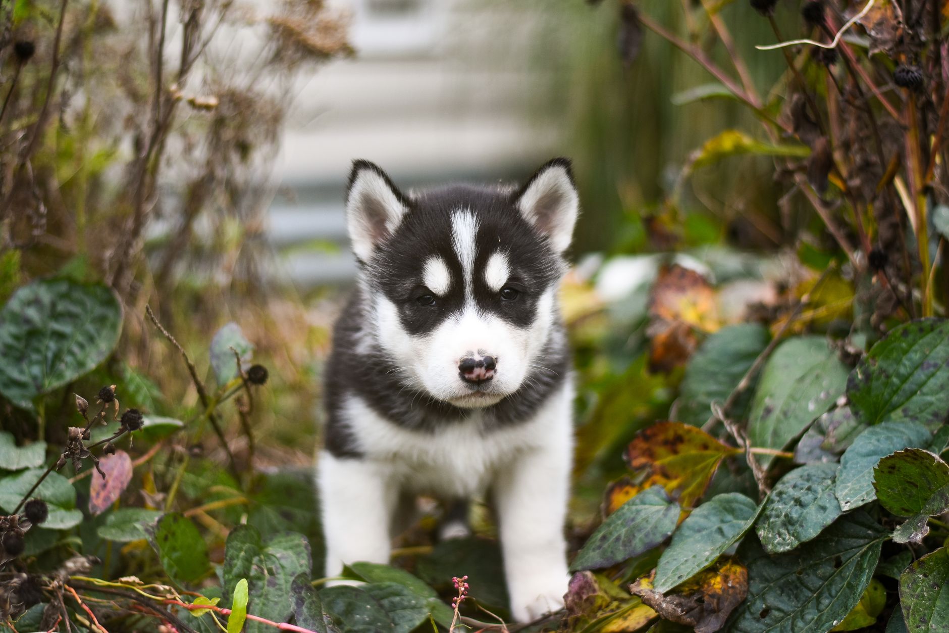 Yaşlı Köpekte Yaşam Kalitesi ve Ağrı Yönetimi