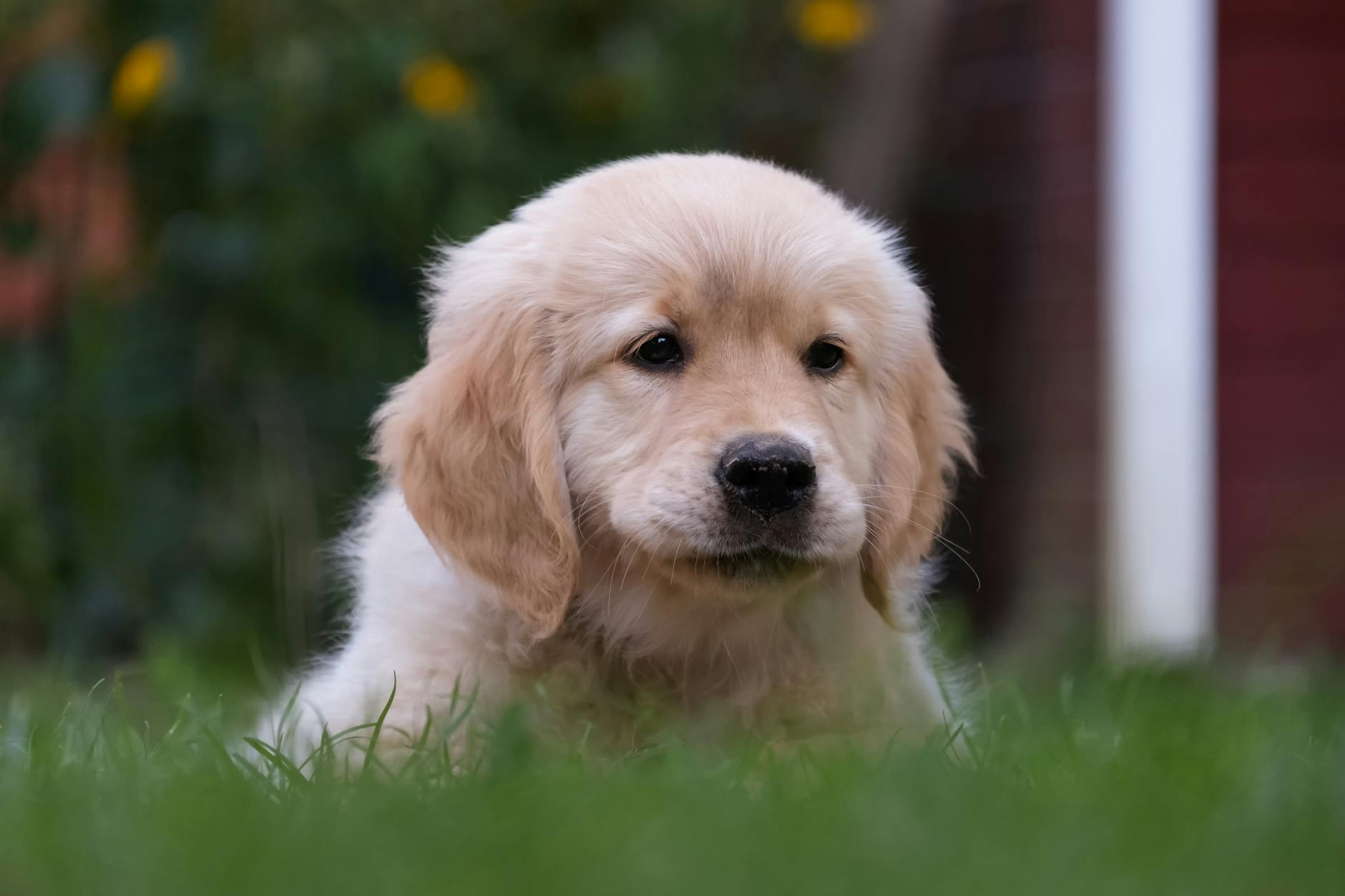 Köpekte Yaşlılık Belirtileri: Ne Zaman Senior Sayılır