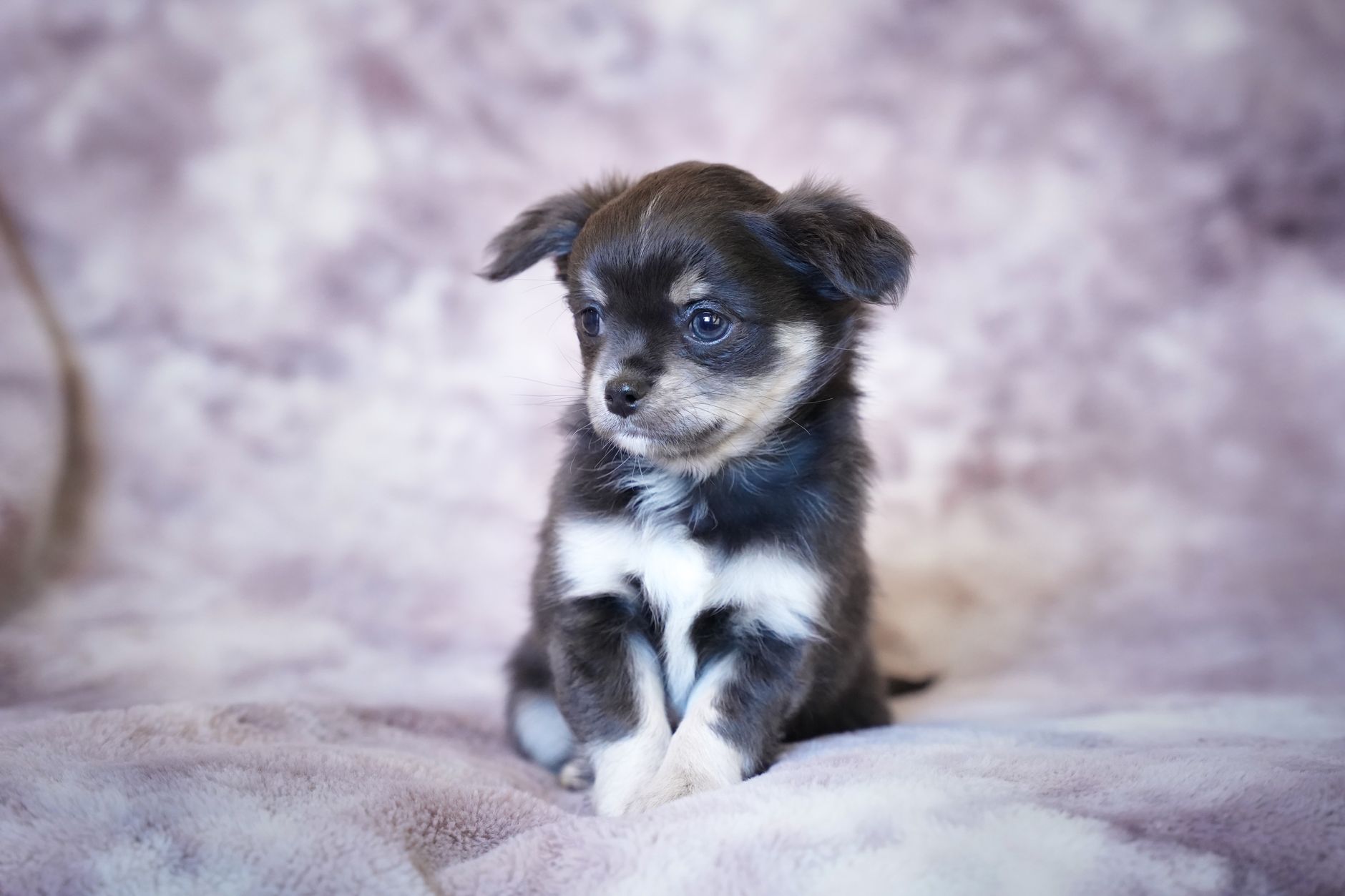 Köpekte Yaşlılık Belirtileri: Ne Zaman Senior Sayılır