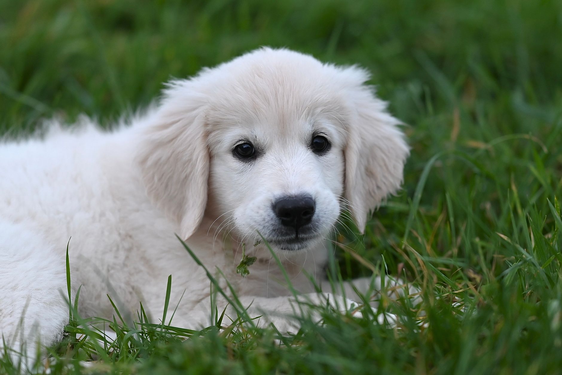 Köpekte Yaşlılık Belirtileri: Ne Zaman Senior Sayılır