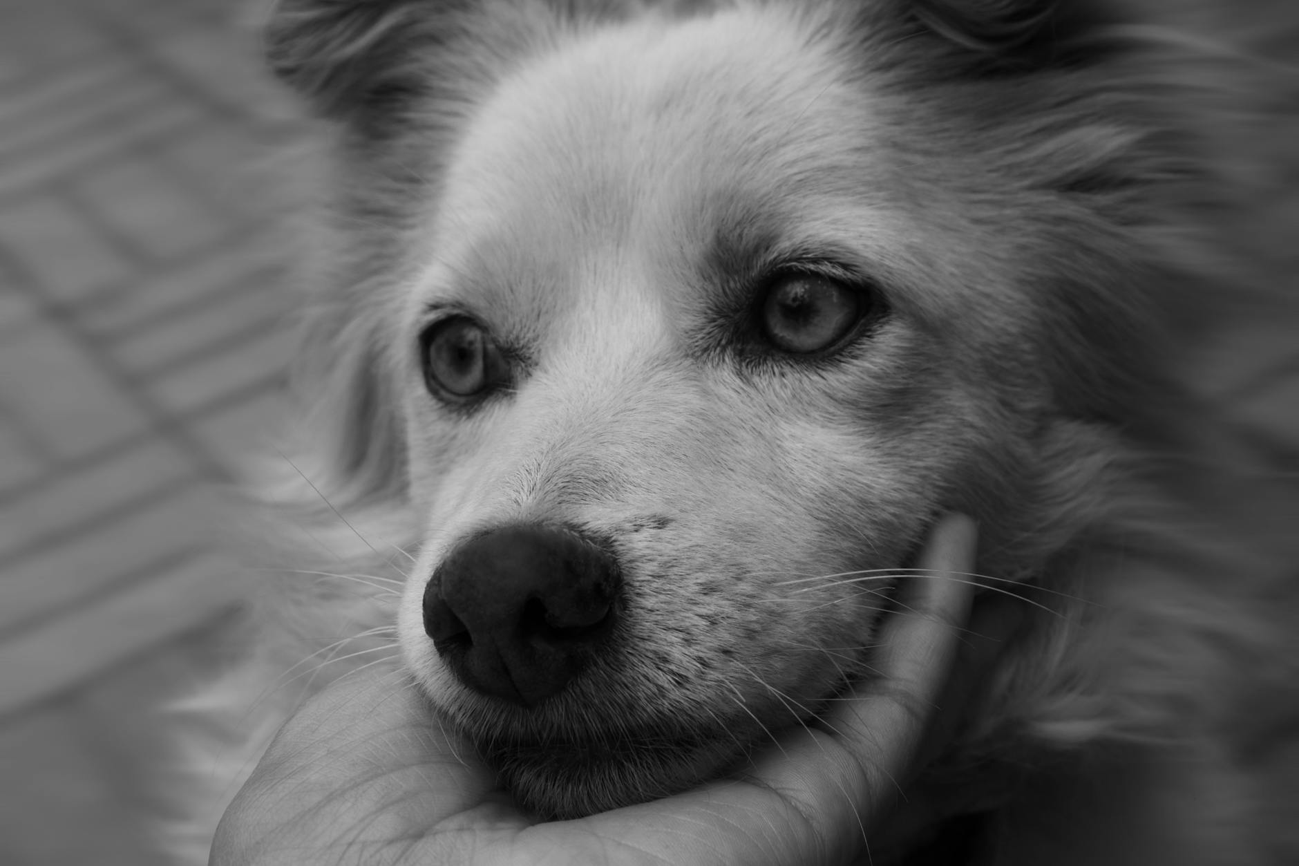 Köpekte Zehirlenme: Belirtiler ve İlk Müdahale