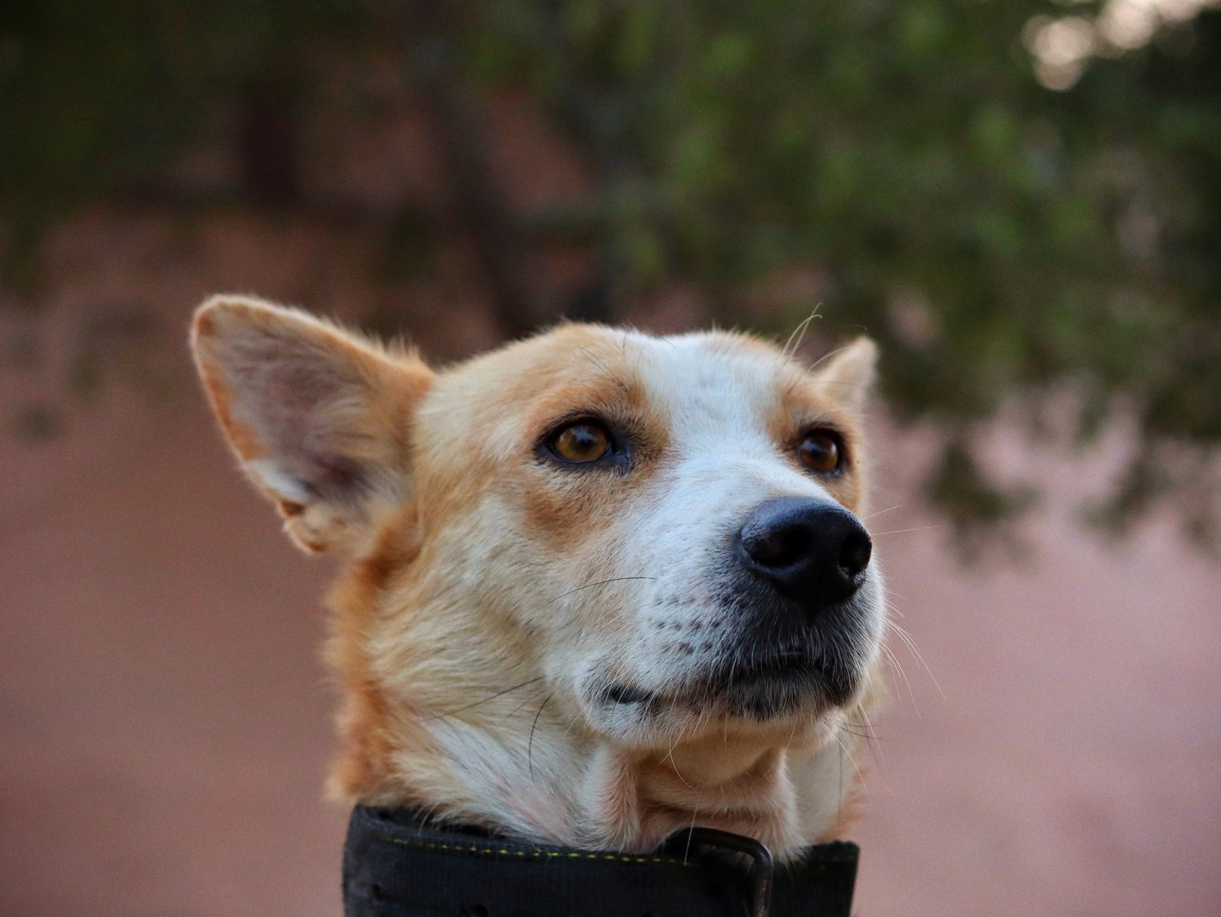 Köpekte Zehirlenme: Belirtiler ve İlk Müdahale