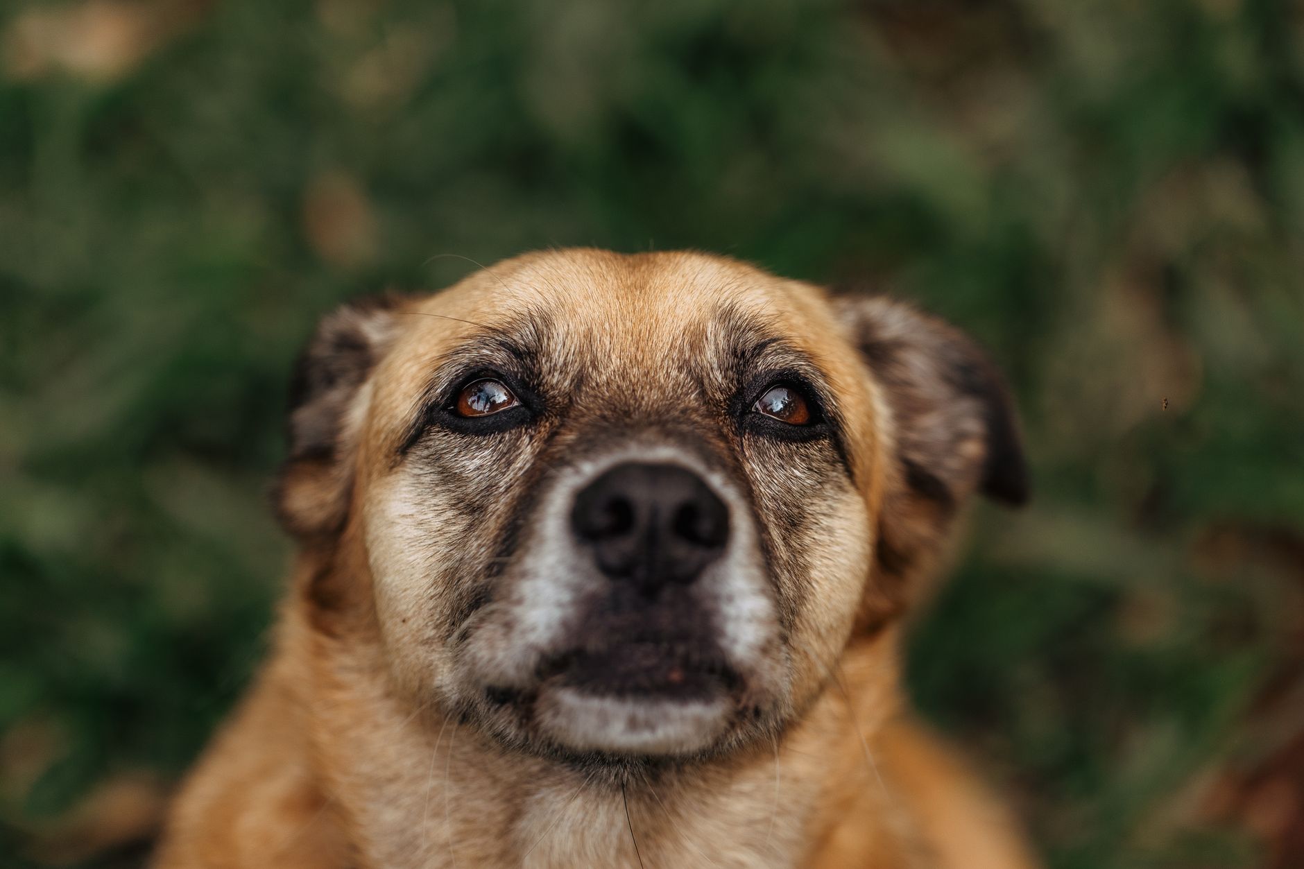Köpekte Zehirlenme: Belirtiler ve İlk Müdahale