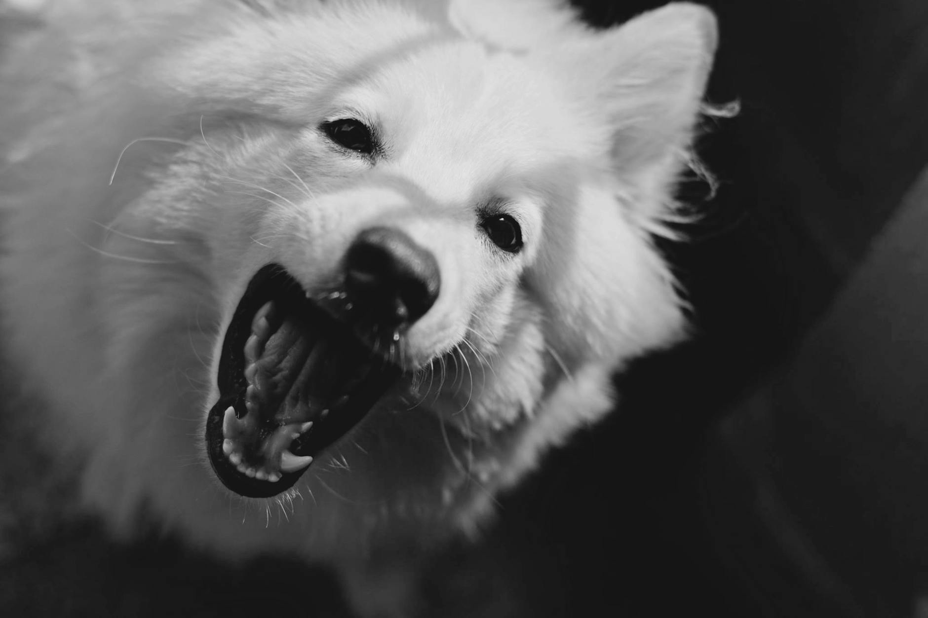 Köpekte Burun Akıntısı ve Hapşırma: Enfeksiyon Belirtileri
