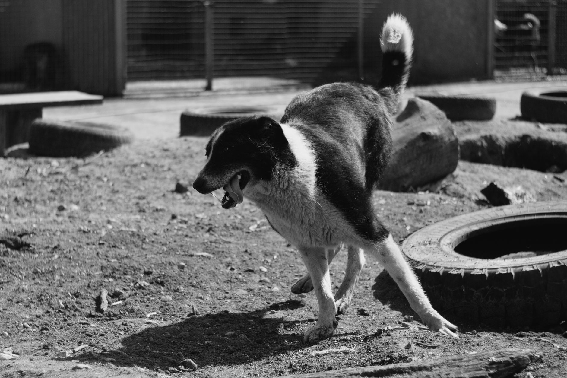 Köpekte Burun Akıntısı ve Hapşırma: Enfeksiyon Belirtileri