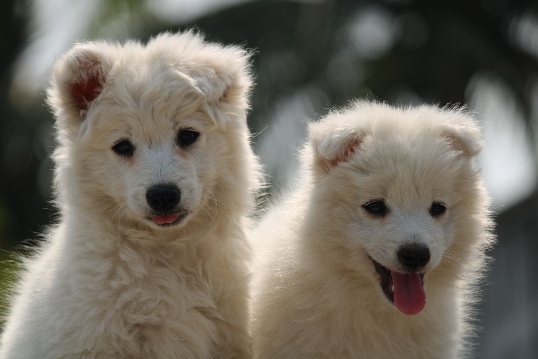 Köpekte Öksürük: Nedenler ve Vetere Ne Zaman Gidilir