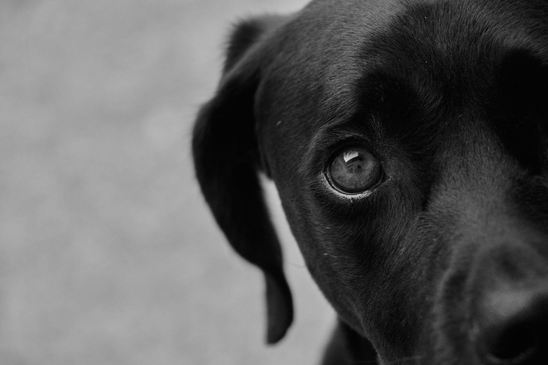 Köpekte Öksürük: Nedenler ve Vetere Ne Zaman Gidilir