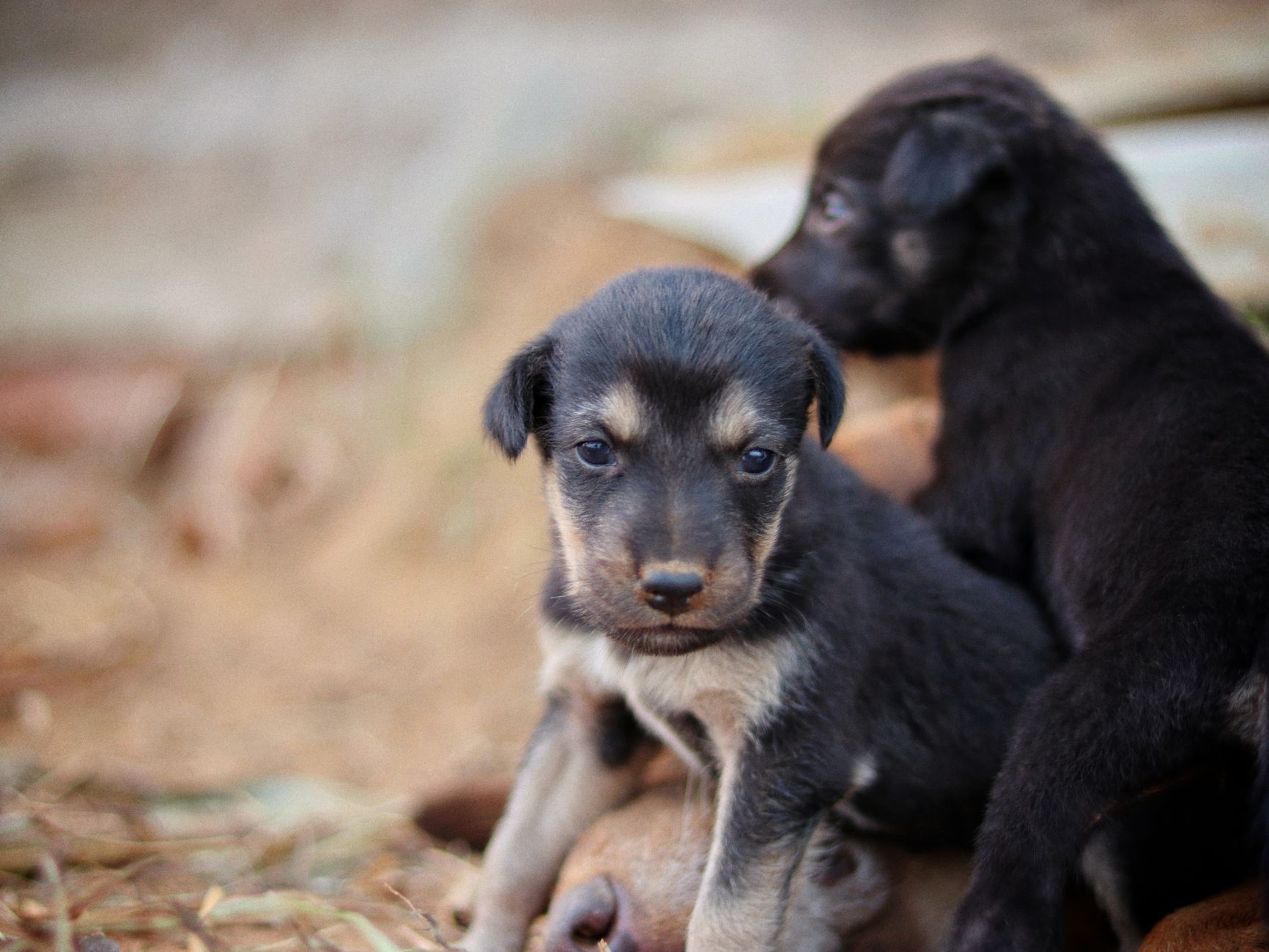 Köpekte Öksürük: Nedenler ve Vetere Ne Zaman Gidilir