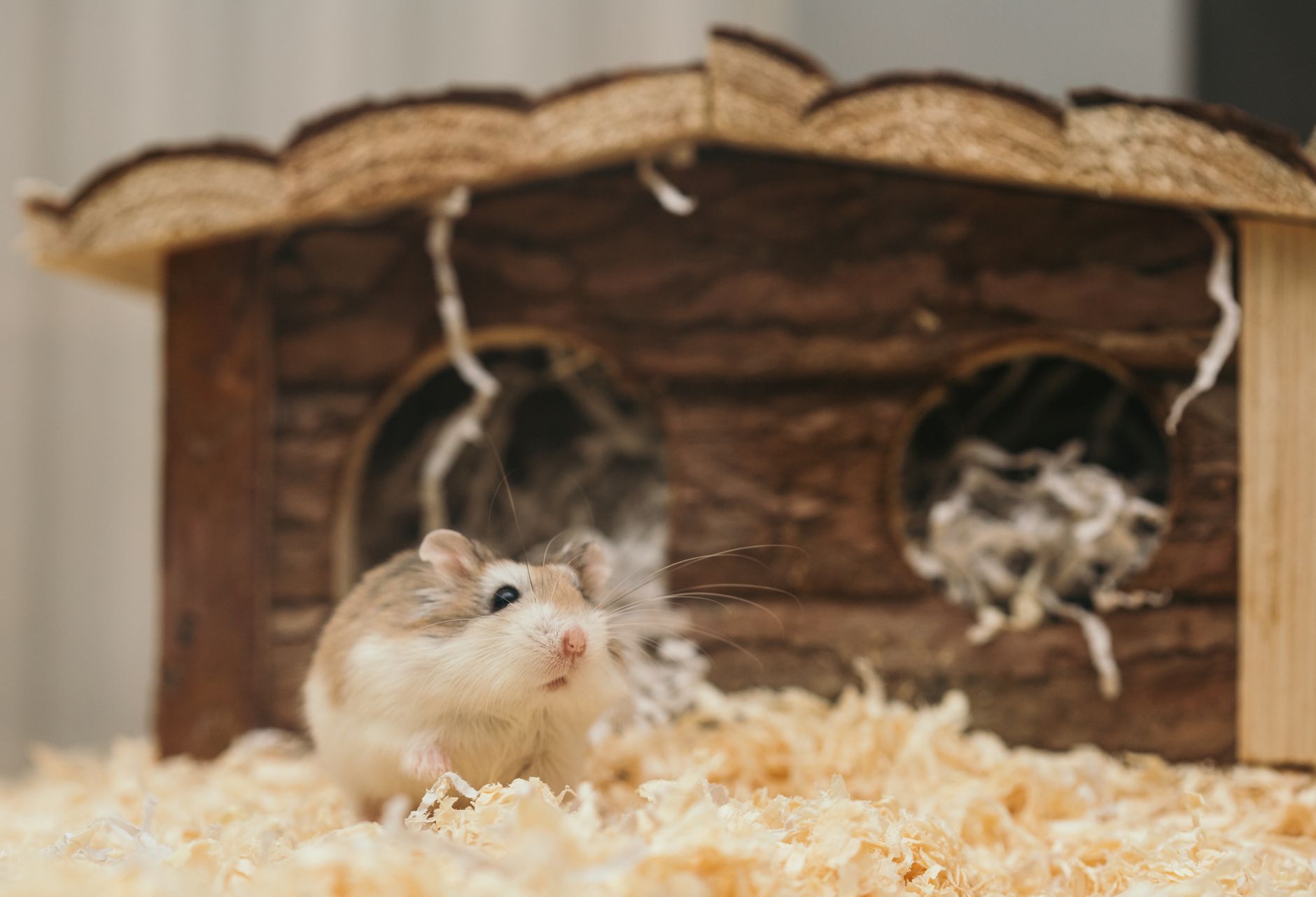 Küçük Evcil Hayvanlarda Diş Sağlığı: Tavşan, Kobay, Hamster, Kemirgen