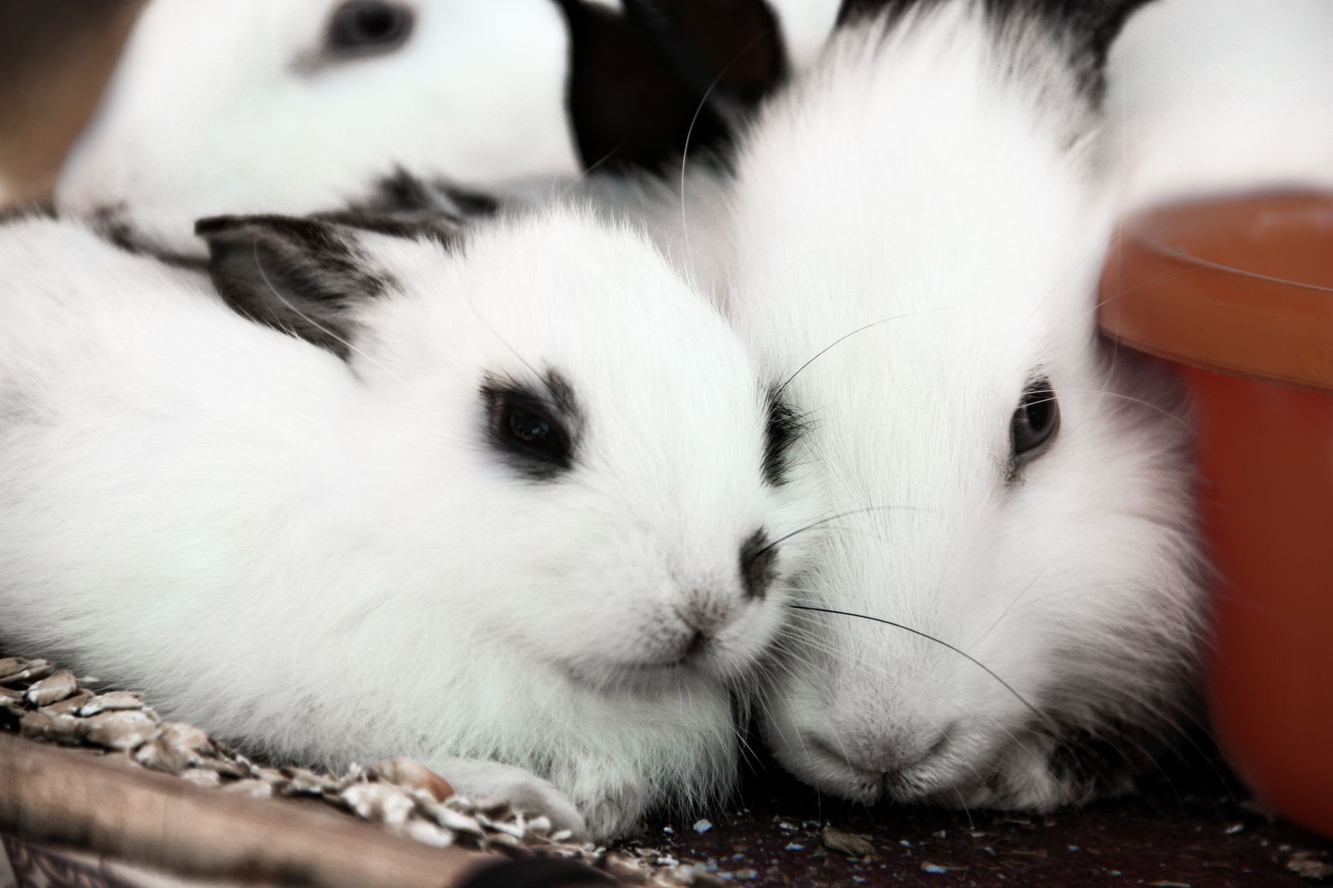 Küçük Evcil Hayvanlarda Diş Sağlığı: Tavşan, Kobay, Hamster, Kemirgen