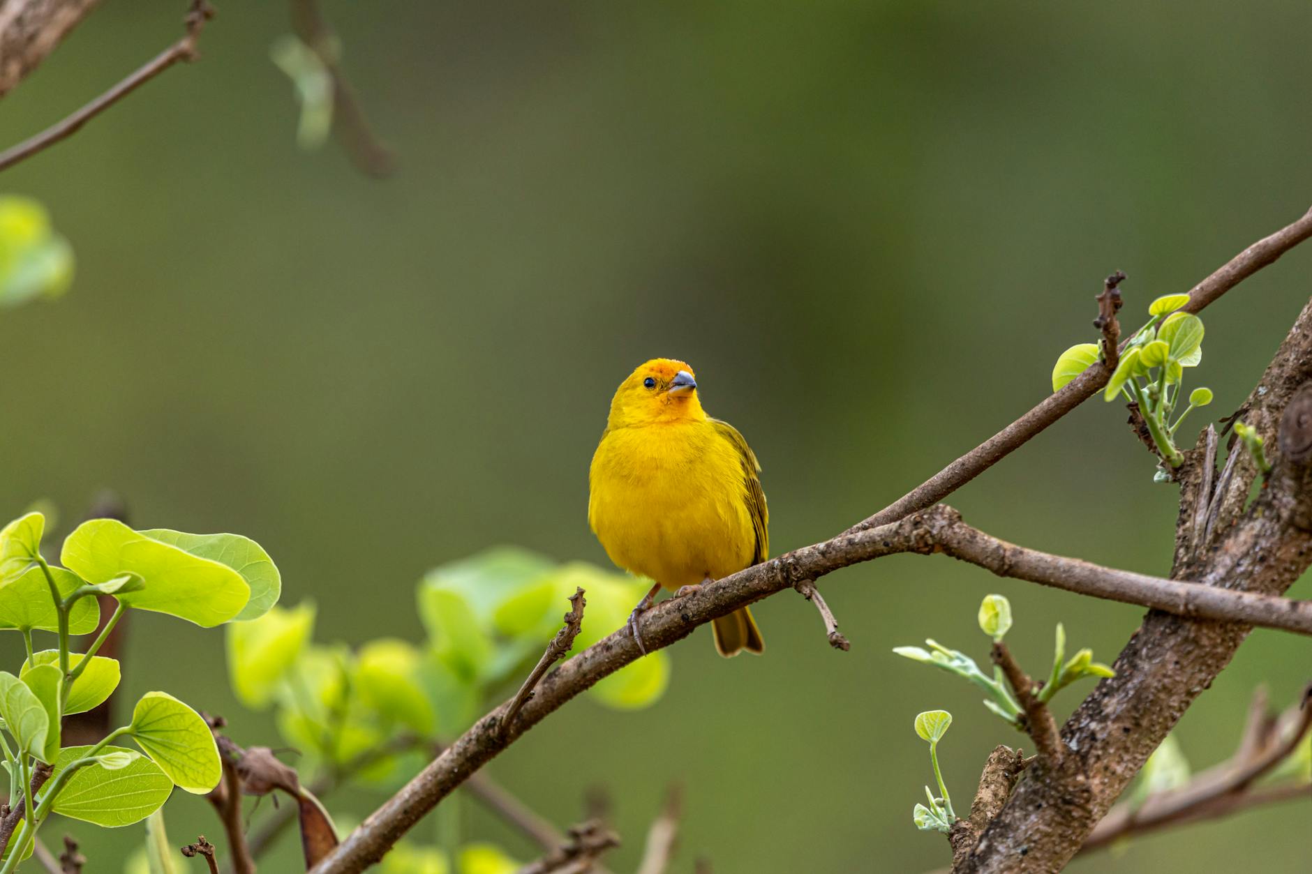 Kuş Barınması ve Aviary: Kafesten Kuş Odasına