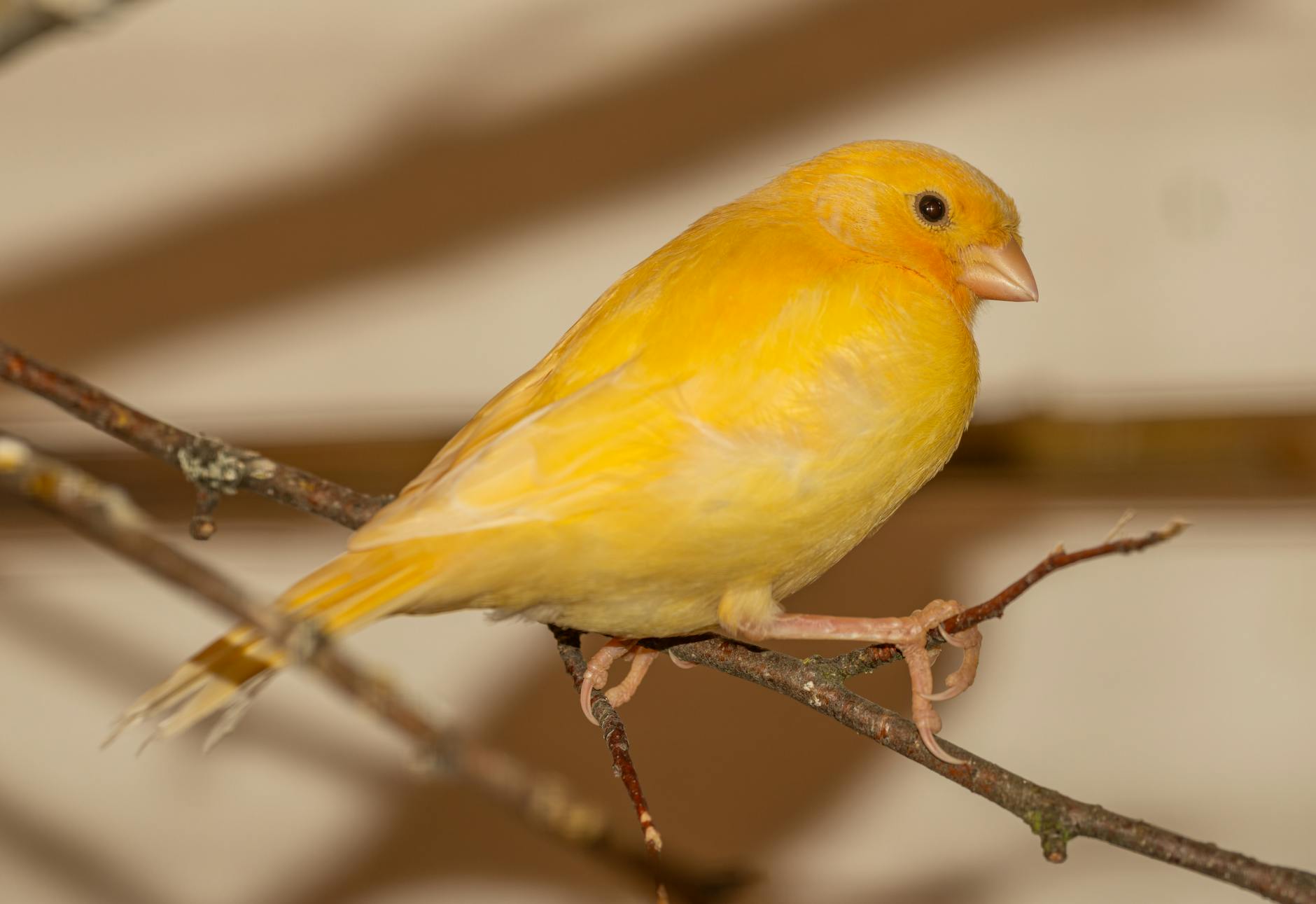 Kuş Barınması ve Aviary: Kafesten Kuş Odasına