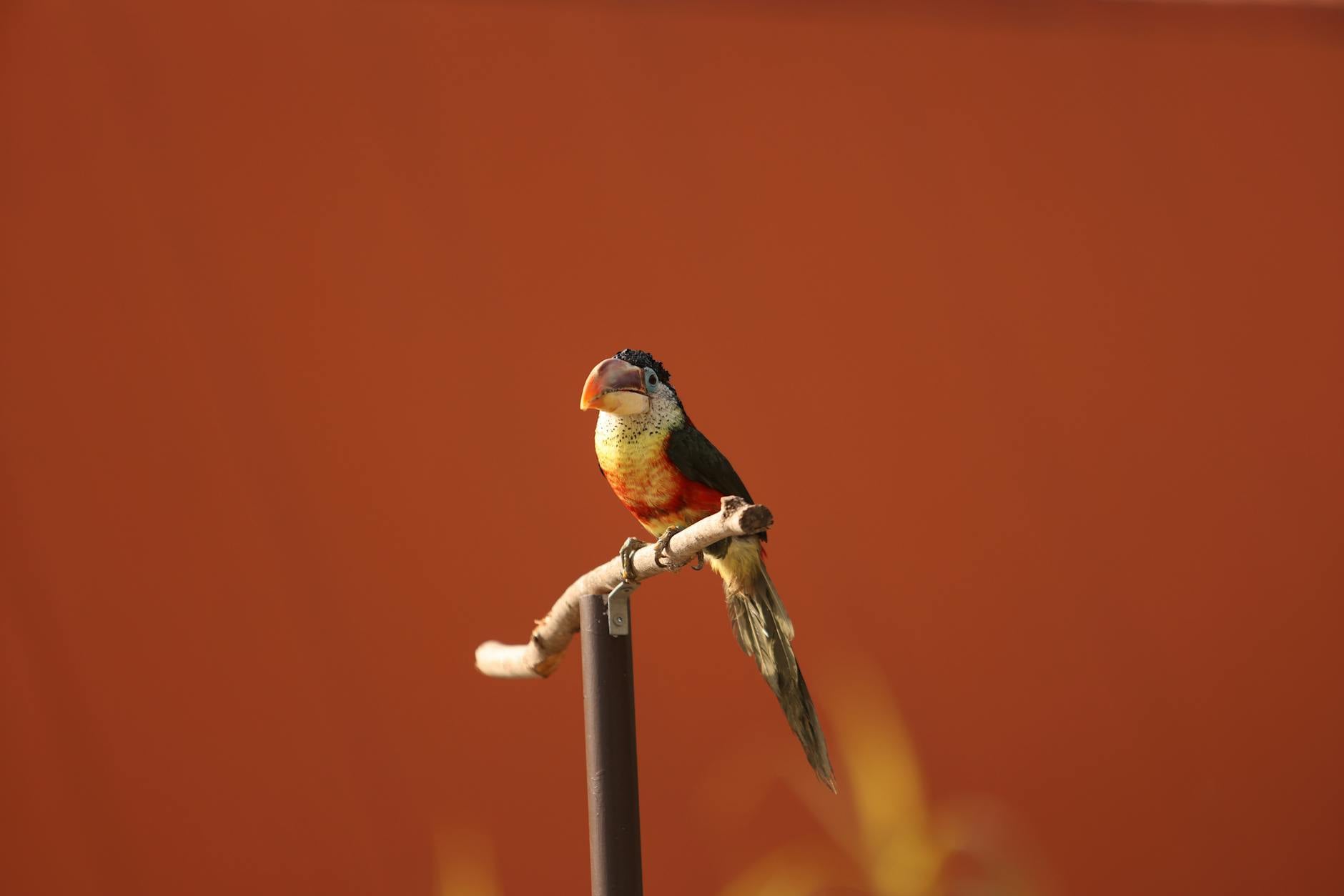 Kuş Tüy Döküm Dönemi (Moult): Normal mi, Patolojik mi?