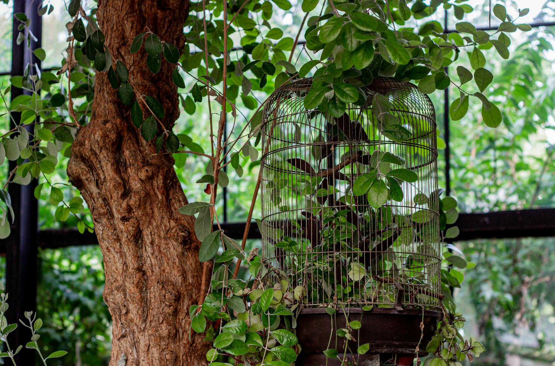 büyük kuş aviary