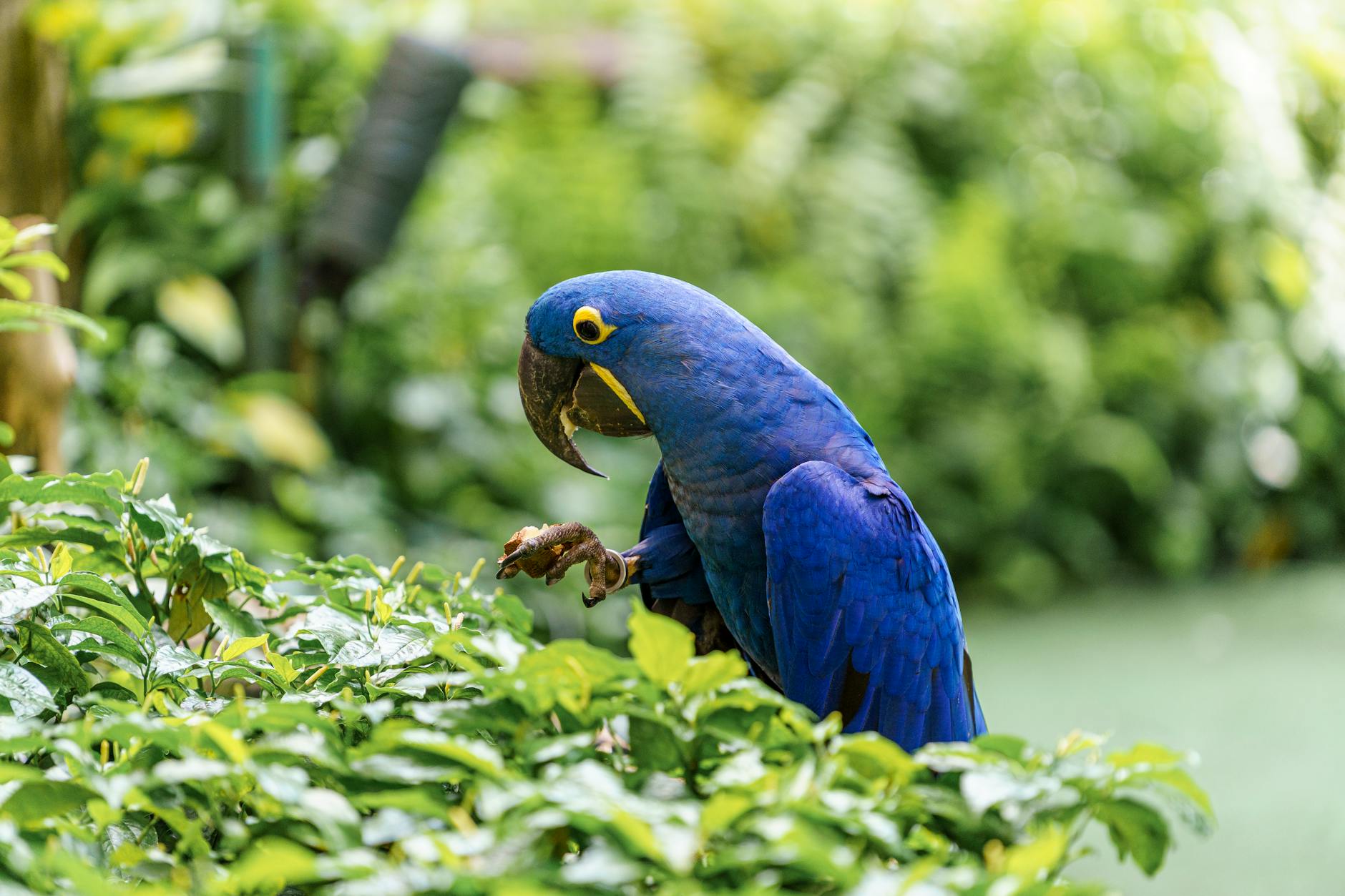 büyük mavi macaw