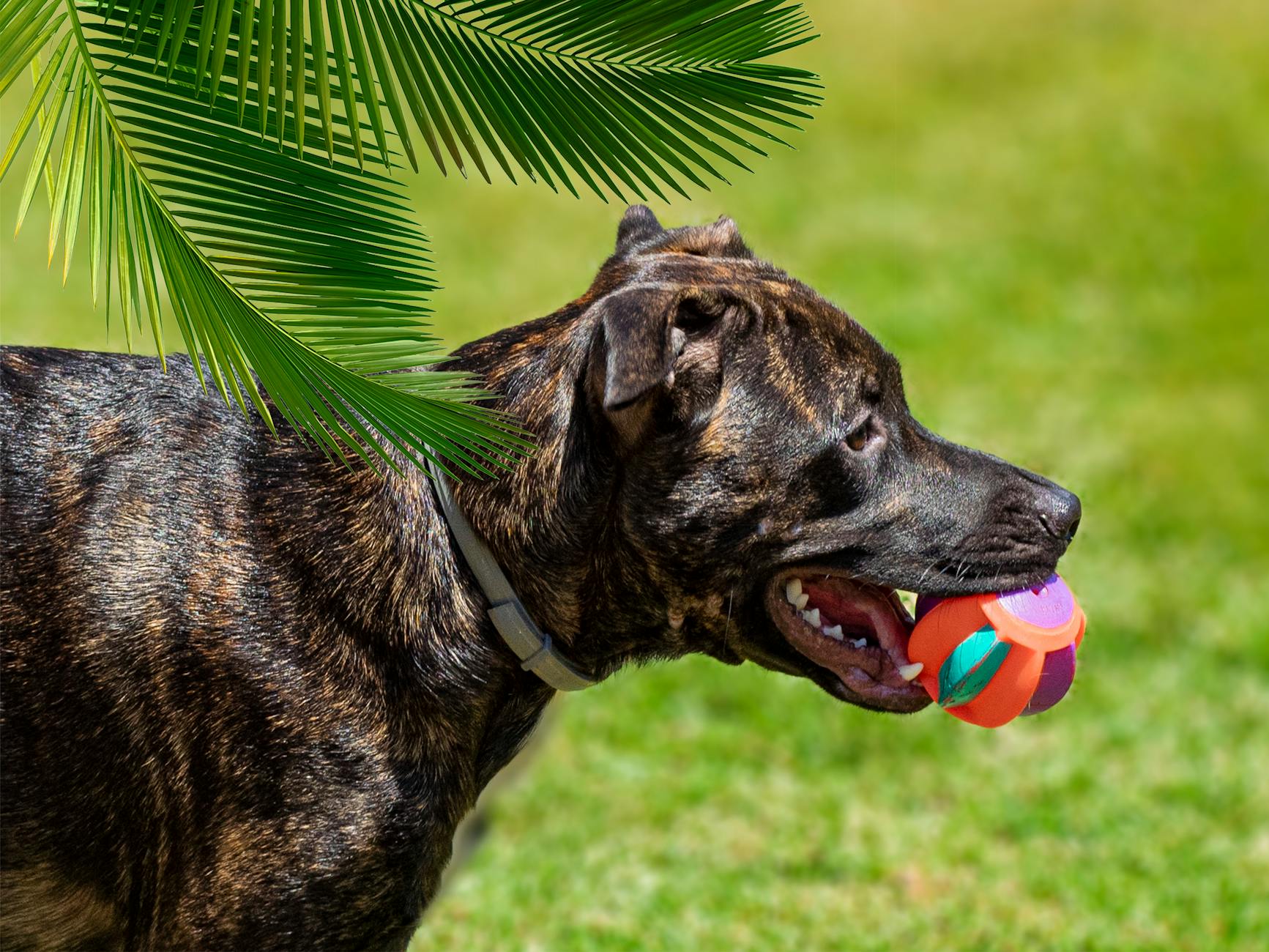 büyük ırk köpek kalça