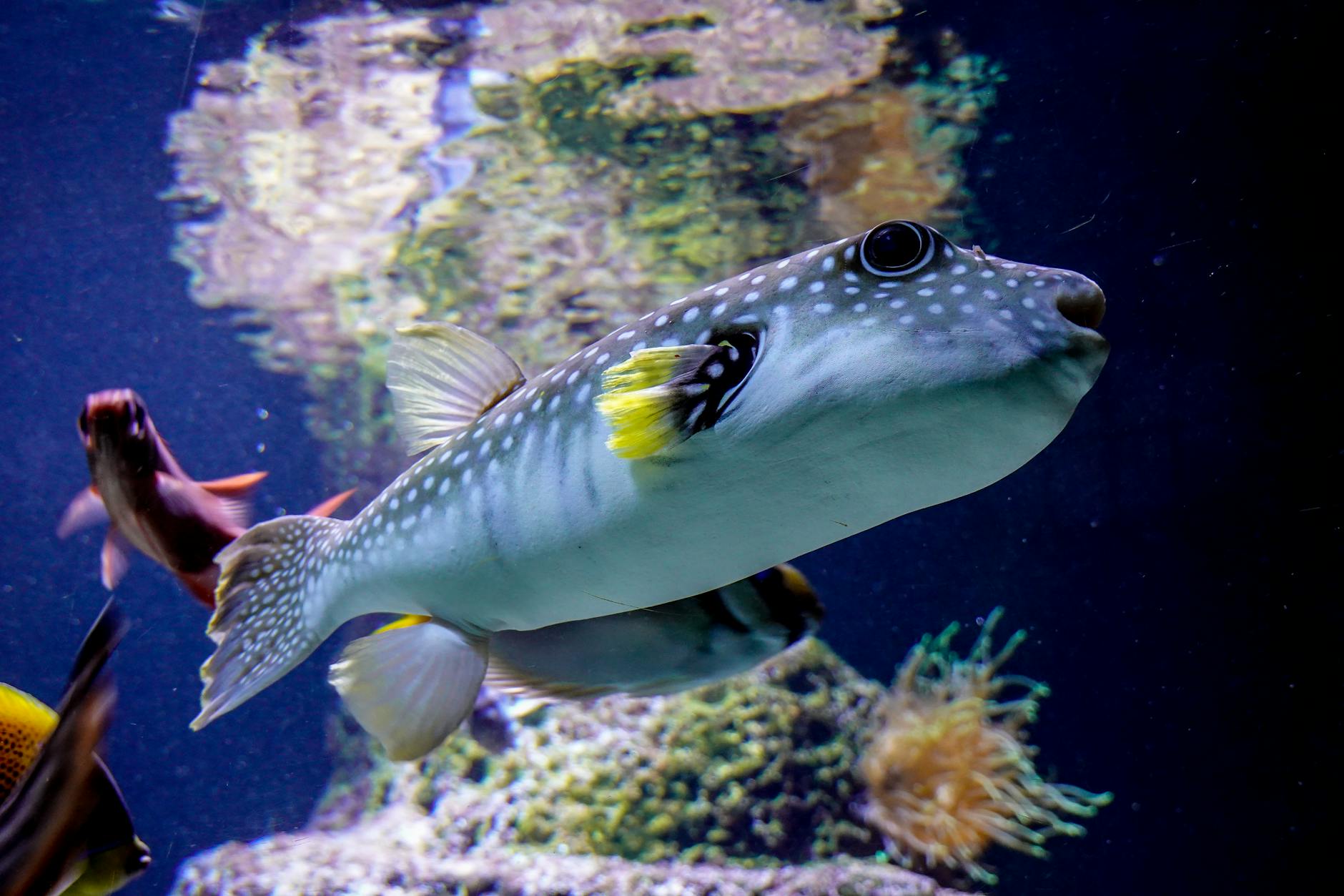 Lepistes (Guppy) Bakımı: Yeni Başlayanlar İçin İdeal Balık